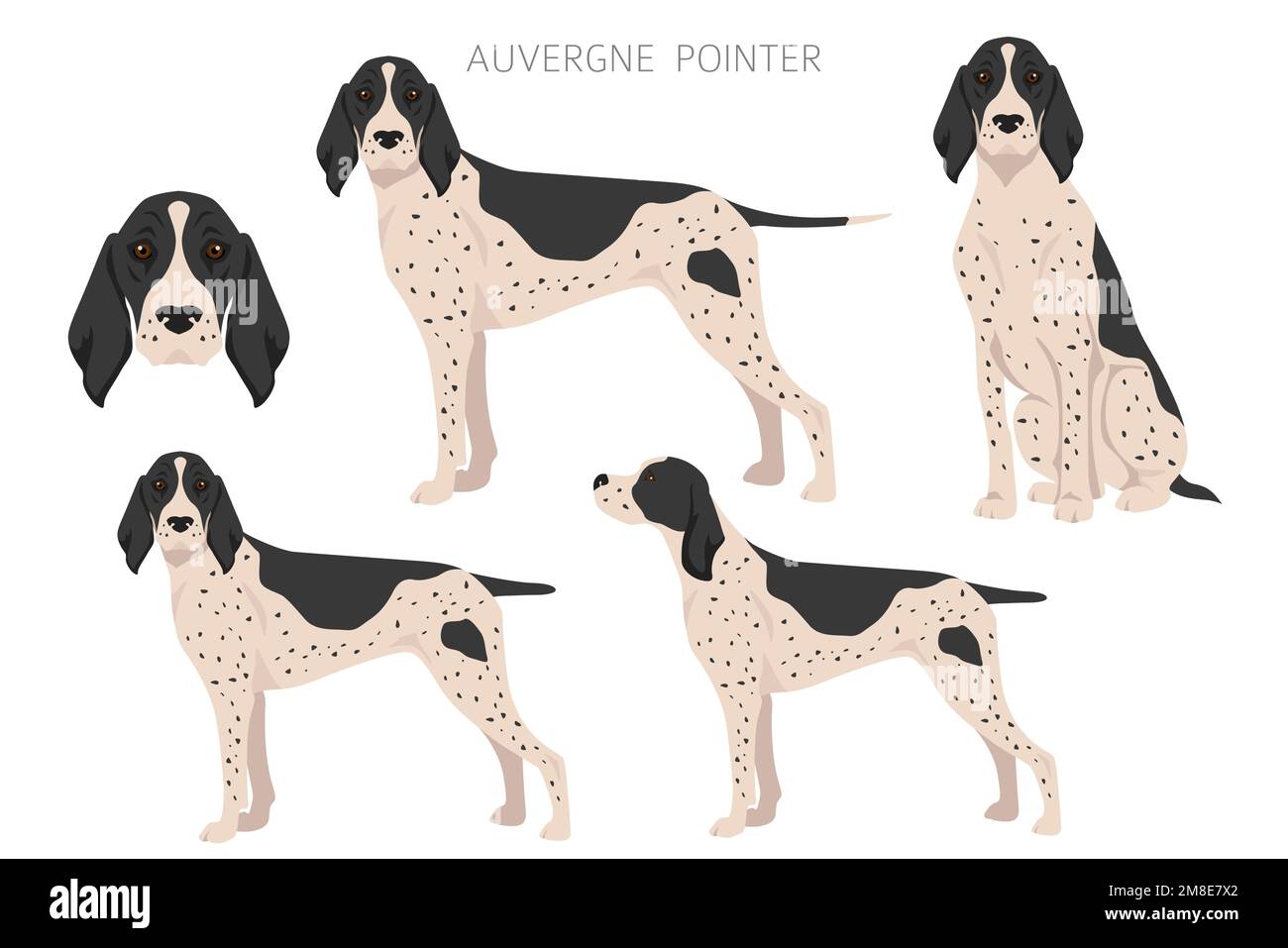 Auvergne Pointer Clipart. Verschiedene Posen, Fellfarben eingestellt. vektorgrafik Stock Vektor