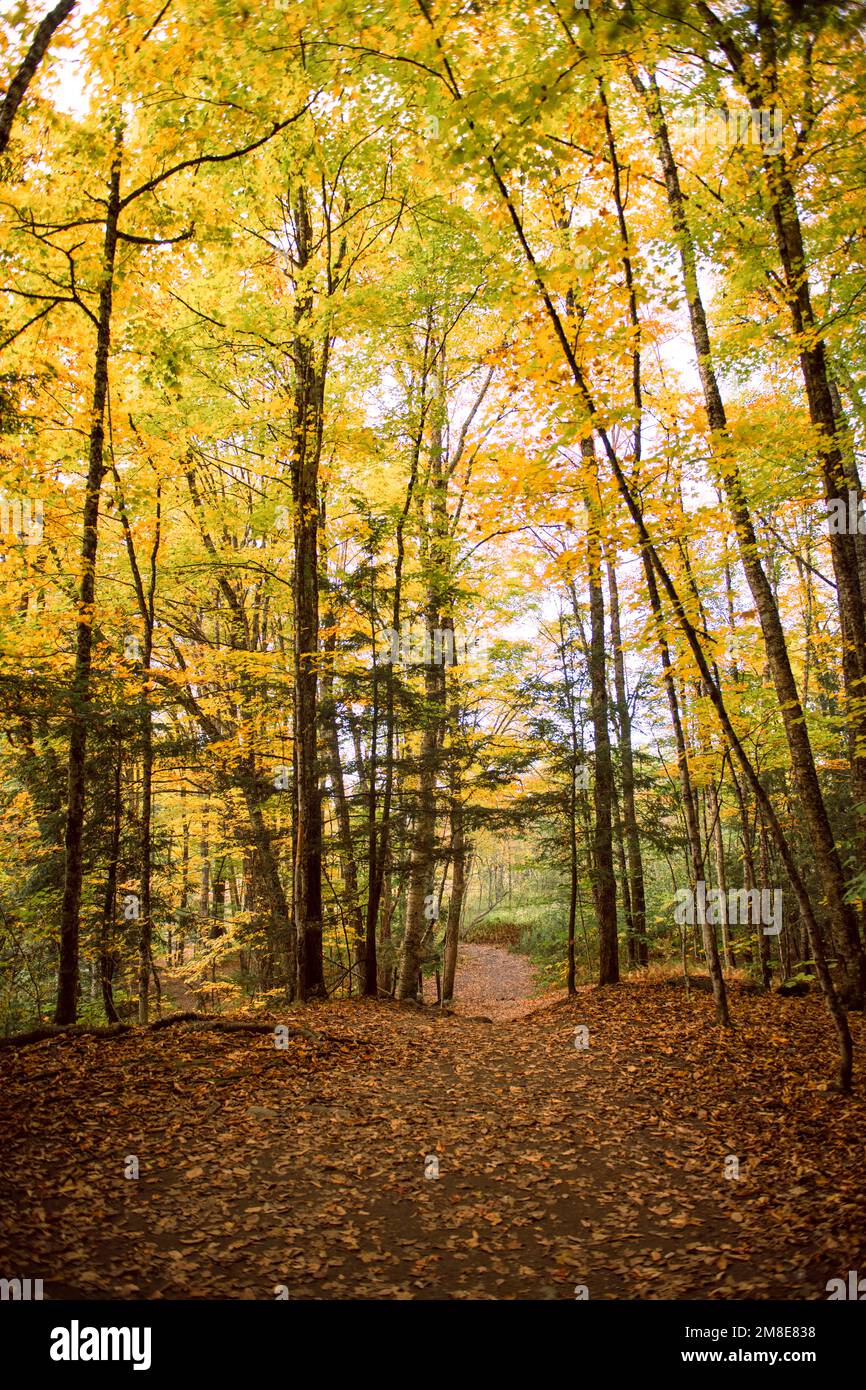 Herbstlaub Trail in Stowe, Vermont Stockfoto