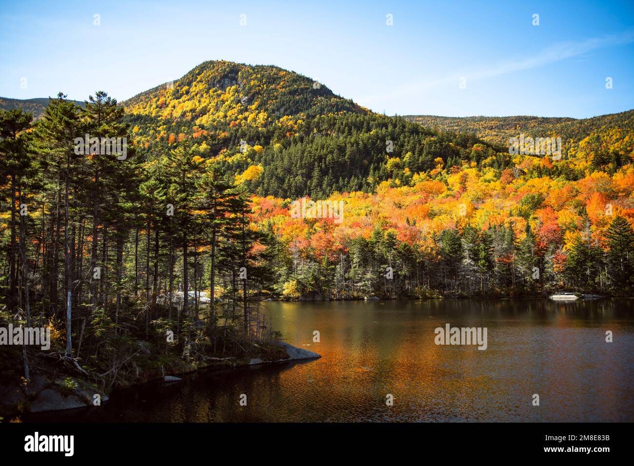 Herbstlaub am Beaver Pond entlang des Kancamagus Highway NH Stockfoto