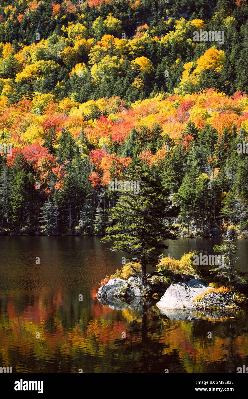 Herbstlaub am Beaver Pond entlang des Kancamagus Highway NH Stockfoto