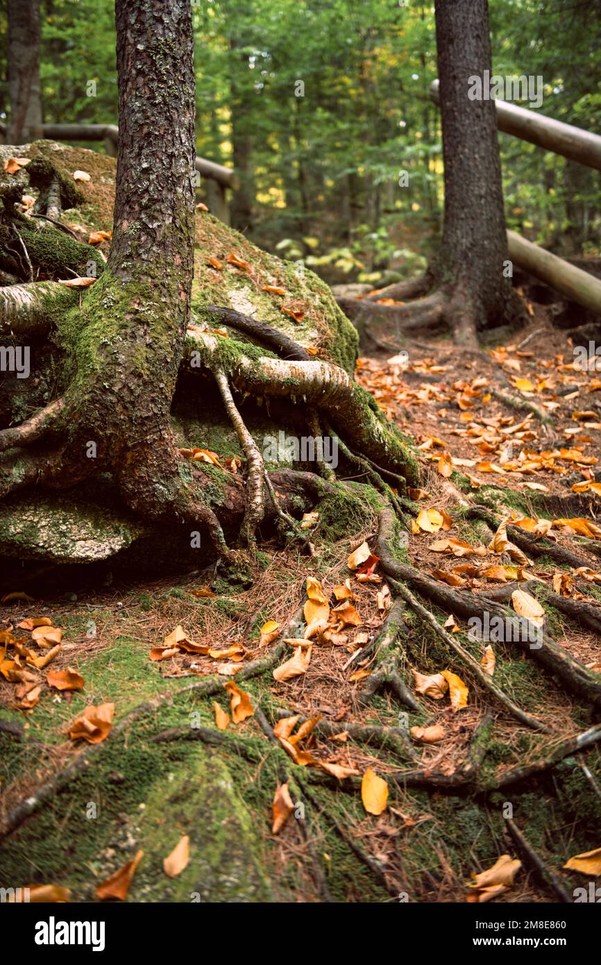 Details zum Herbstlaub am Kancamagus Highway in New Hampshire Stockfoto