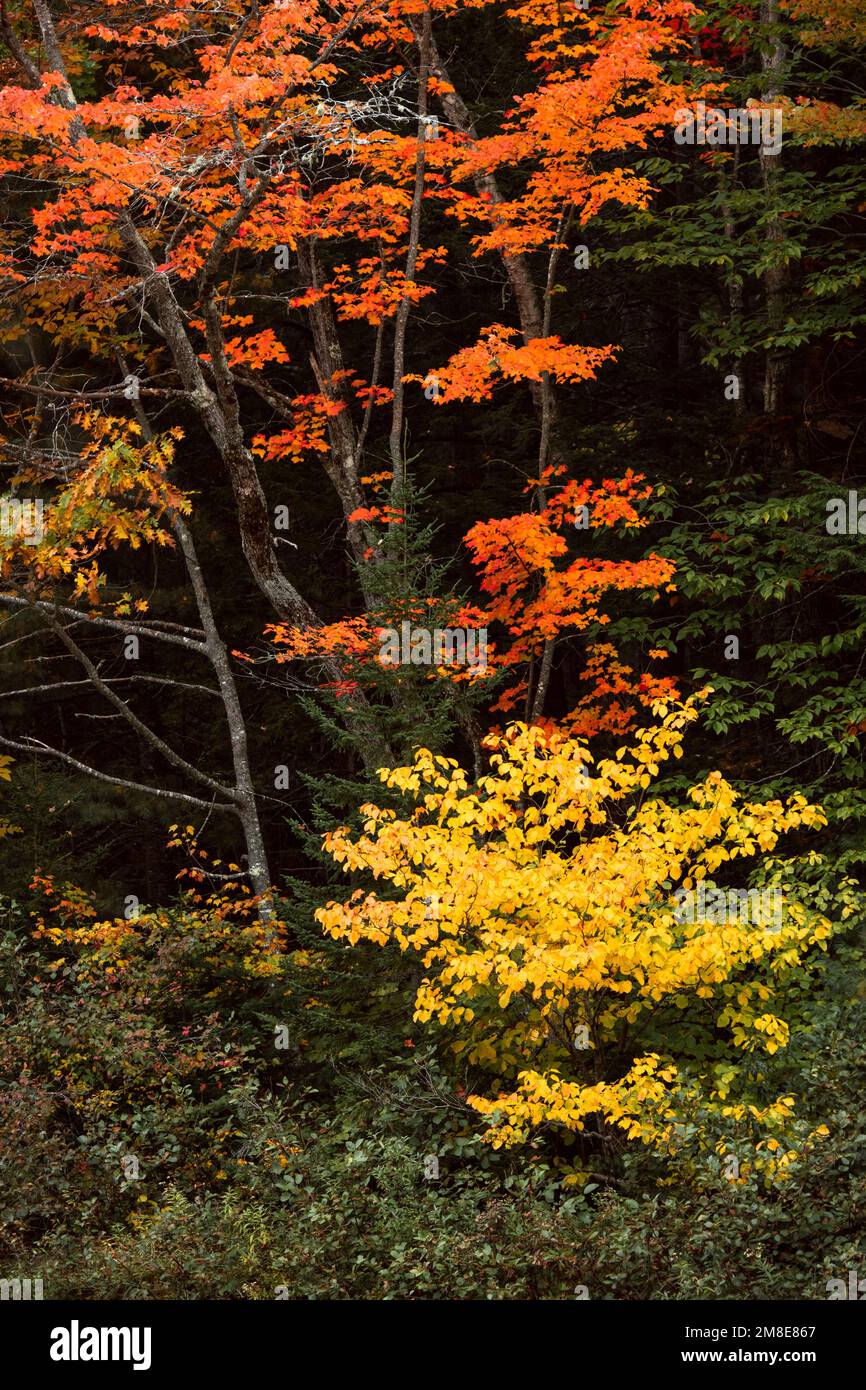 Details zum Herbstlaub am Kancamagus Highway in New Hampshire Stockfoto