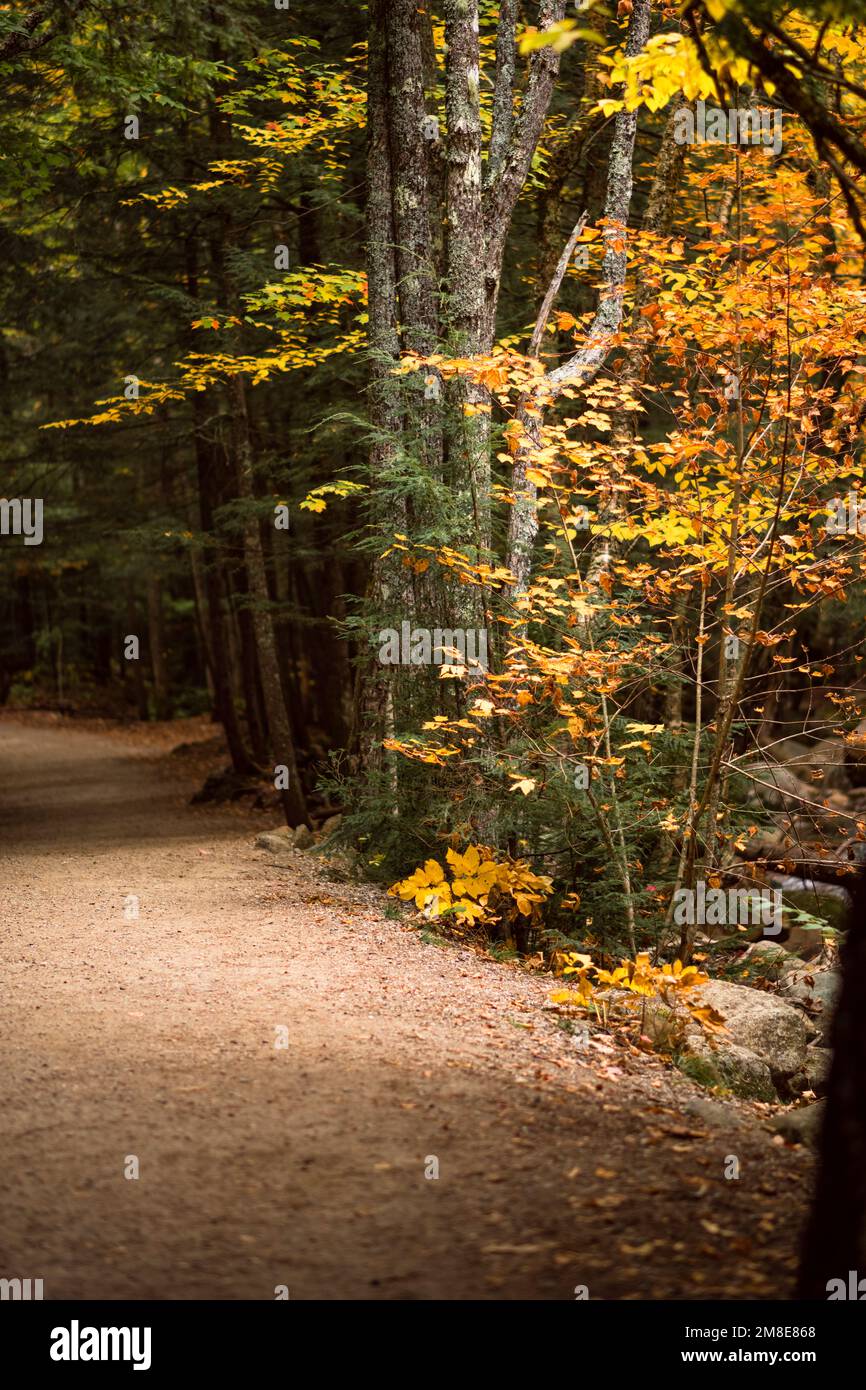 Details zum Herbstlaub am Kancamagus Highway in New Hampshire Stockfoto