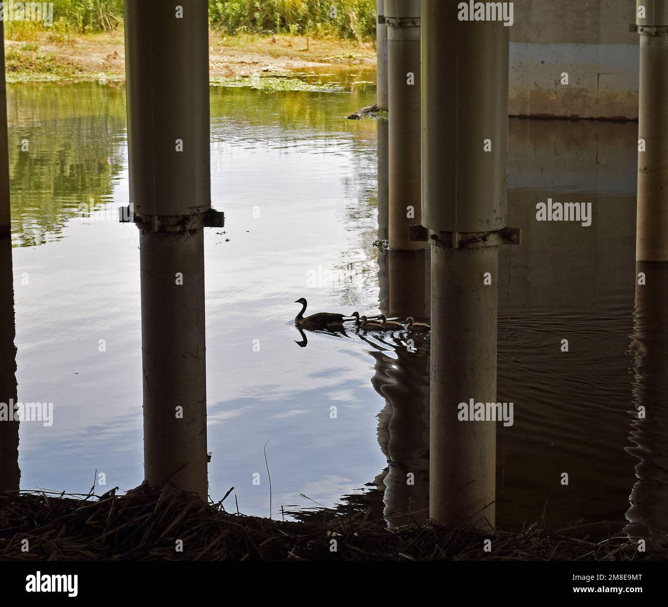 Canada Gänse schwimmen unter der Autobahnüberführung 880 über den Alameda Creek in Union City Kalifornien Stockfoto