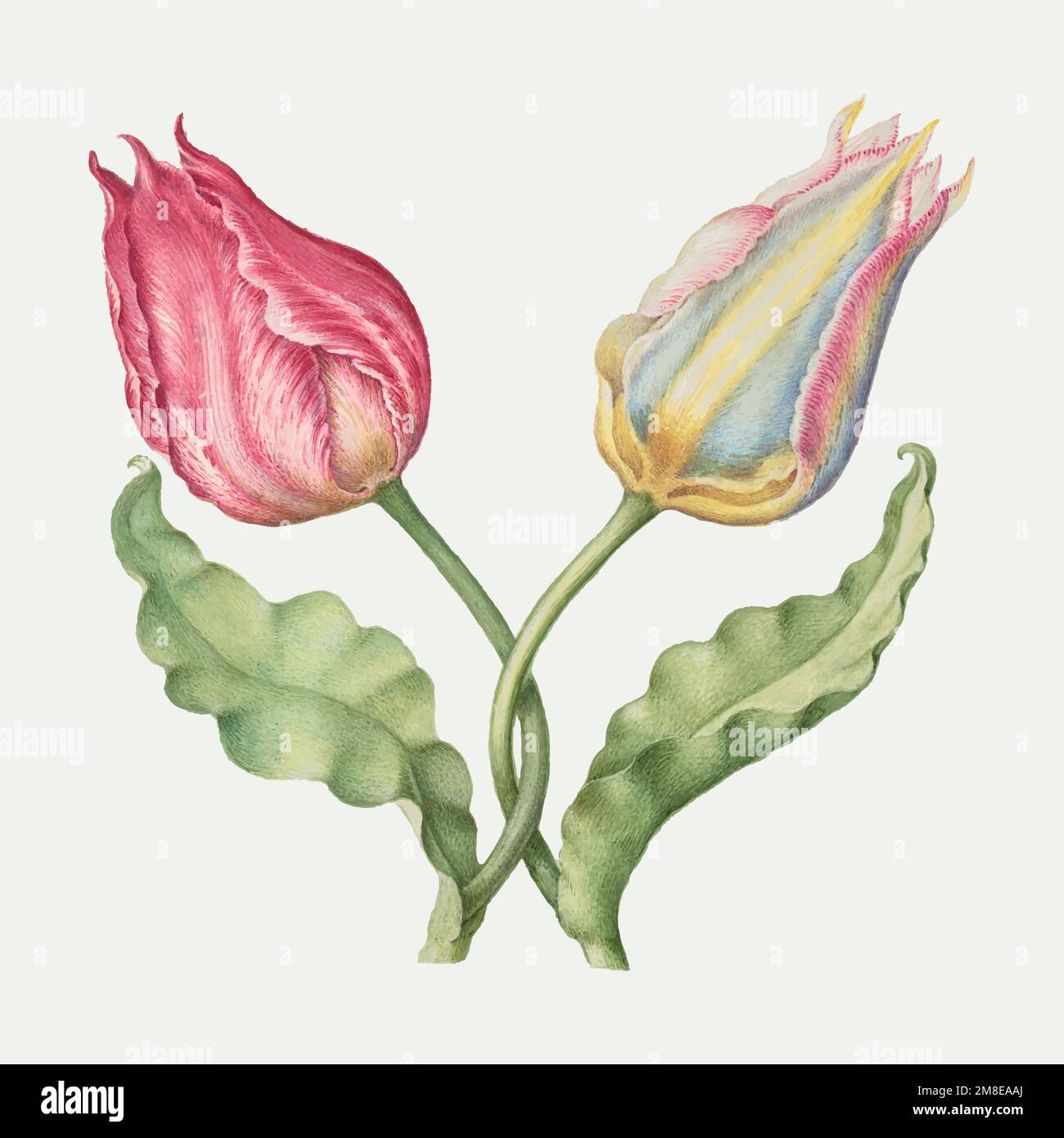 Tulpen Vektor Frühling Blume botanischen vintage Illustration Stock Vektor