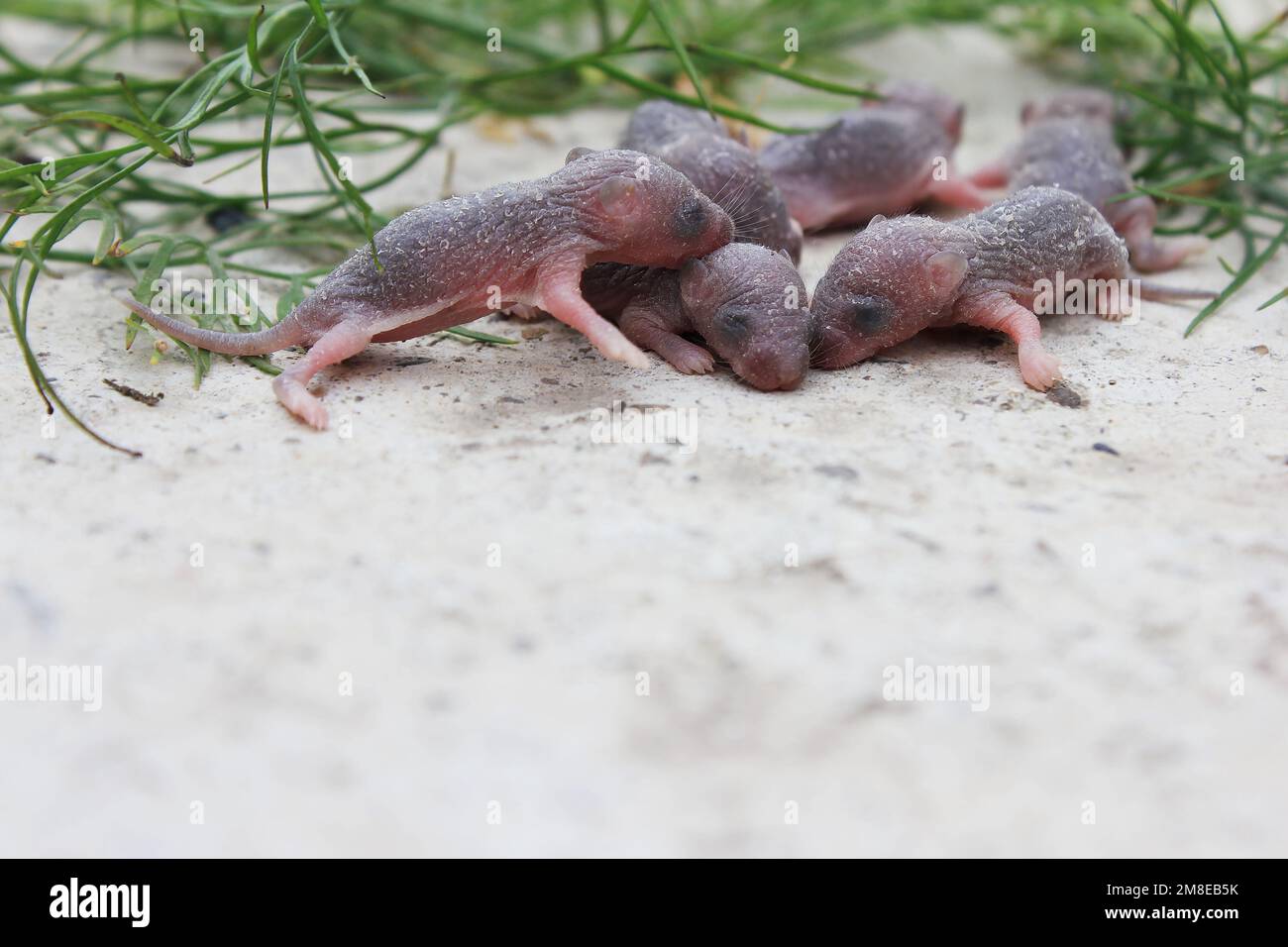 Eine Gruppe kleiner neugeborener Ratten oder Mäuse. Graue kleine Ratten mit geschlossenen Augen. Babyratten und Mäuse, Nagetiere. Medizinische Prüfung an Ratten Stockfoto