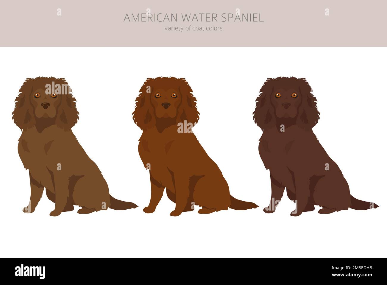 American Water Spaniel alle Farben Cliparts. Verschiedene Fellfarben und Posen eingestellt. Vektorgrafik Stock Vektor