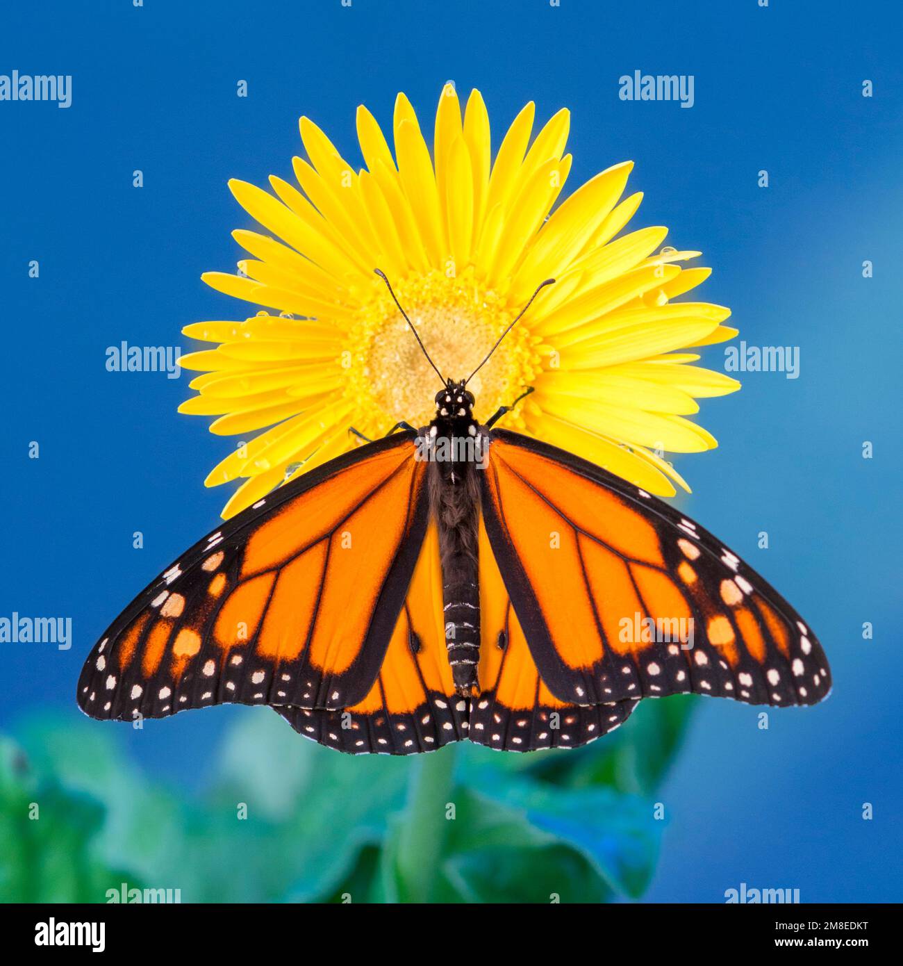 Ein männlicher Monarch-Schmetterling (danaus plexippus), der auf einer gelben Gänseblümchen ruht, mit gespreizten Flügeln. Stockfoto