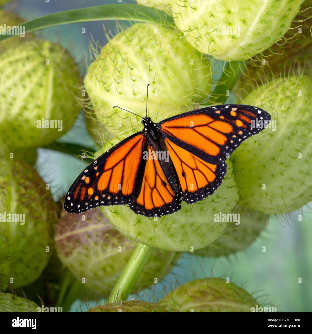 Ein Monarch-Schmetterling (danaus plexippus) auf einer Samenschote aus Milchkraut (Gomphocarpus physocarpus) mit offenen Flügeln Stockfoto