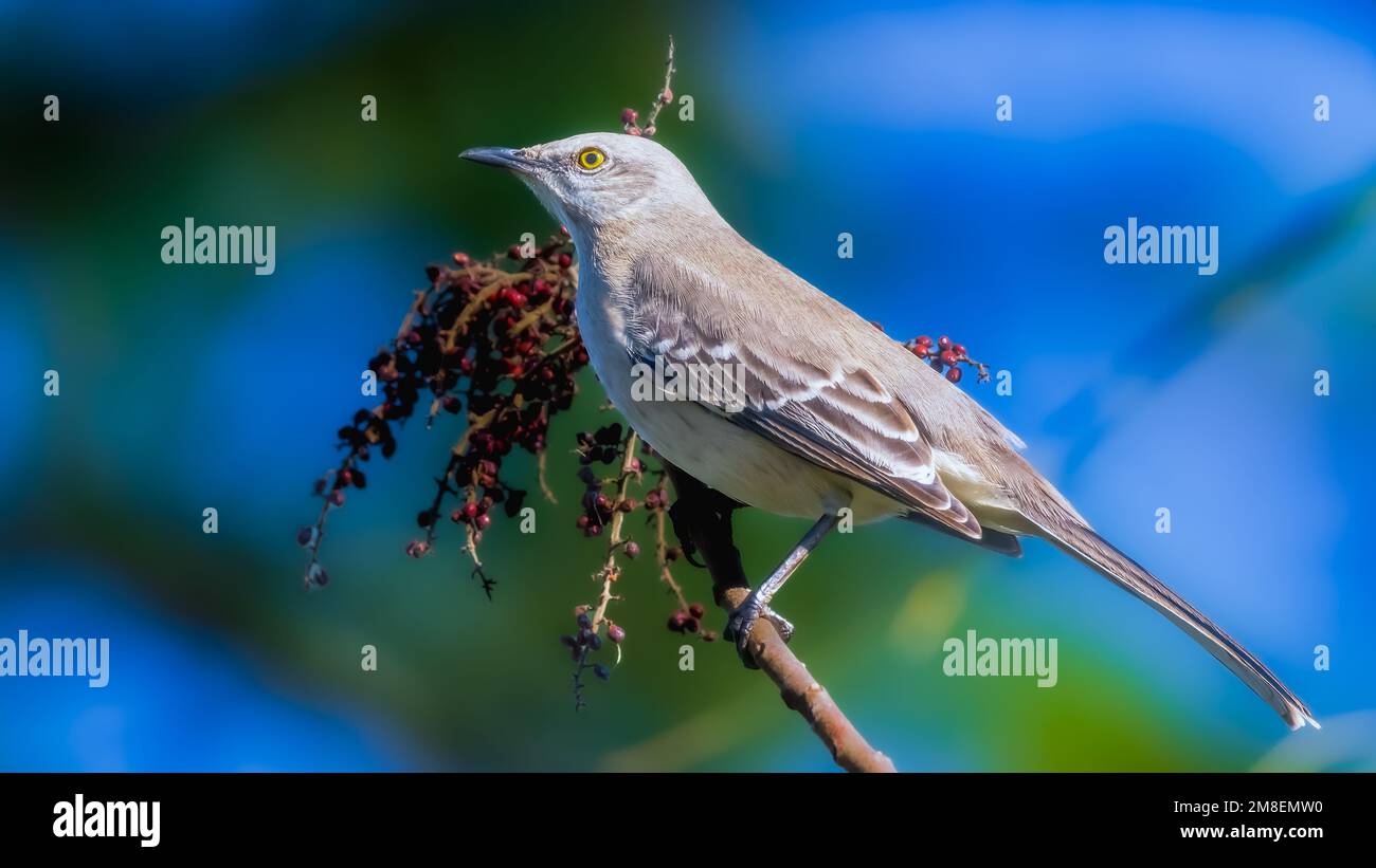 spottdrossel auf einem Ast in der Nähe von Beeren, Essen. Florida State Bird Stockfoto