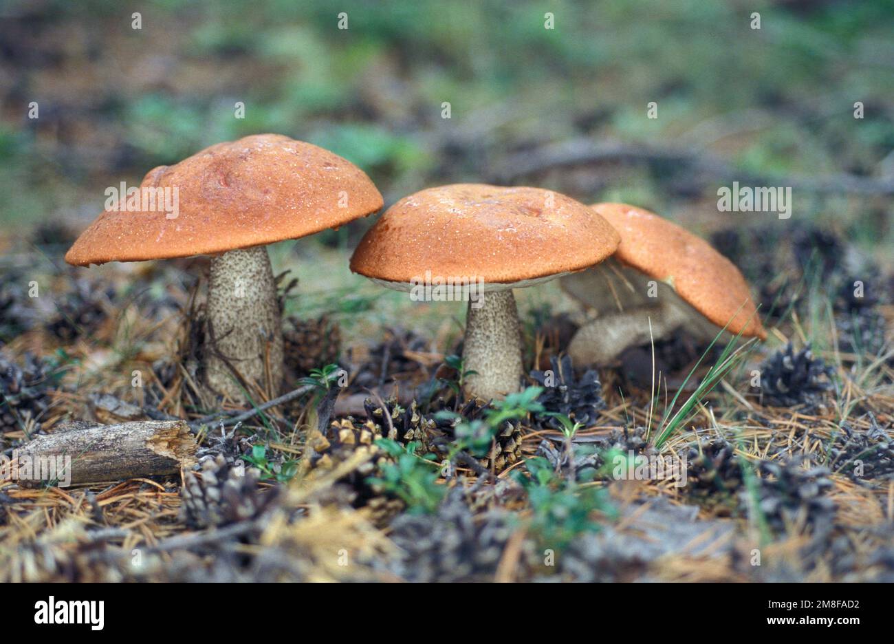 Eine Familie von Orangenkappen-Boletus. Eingelesener Diashow von Nikon 4000 ED Stockfoto