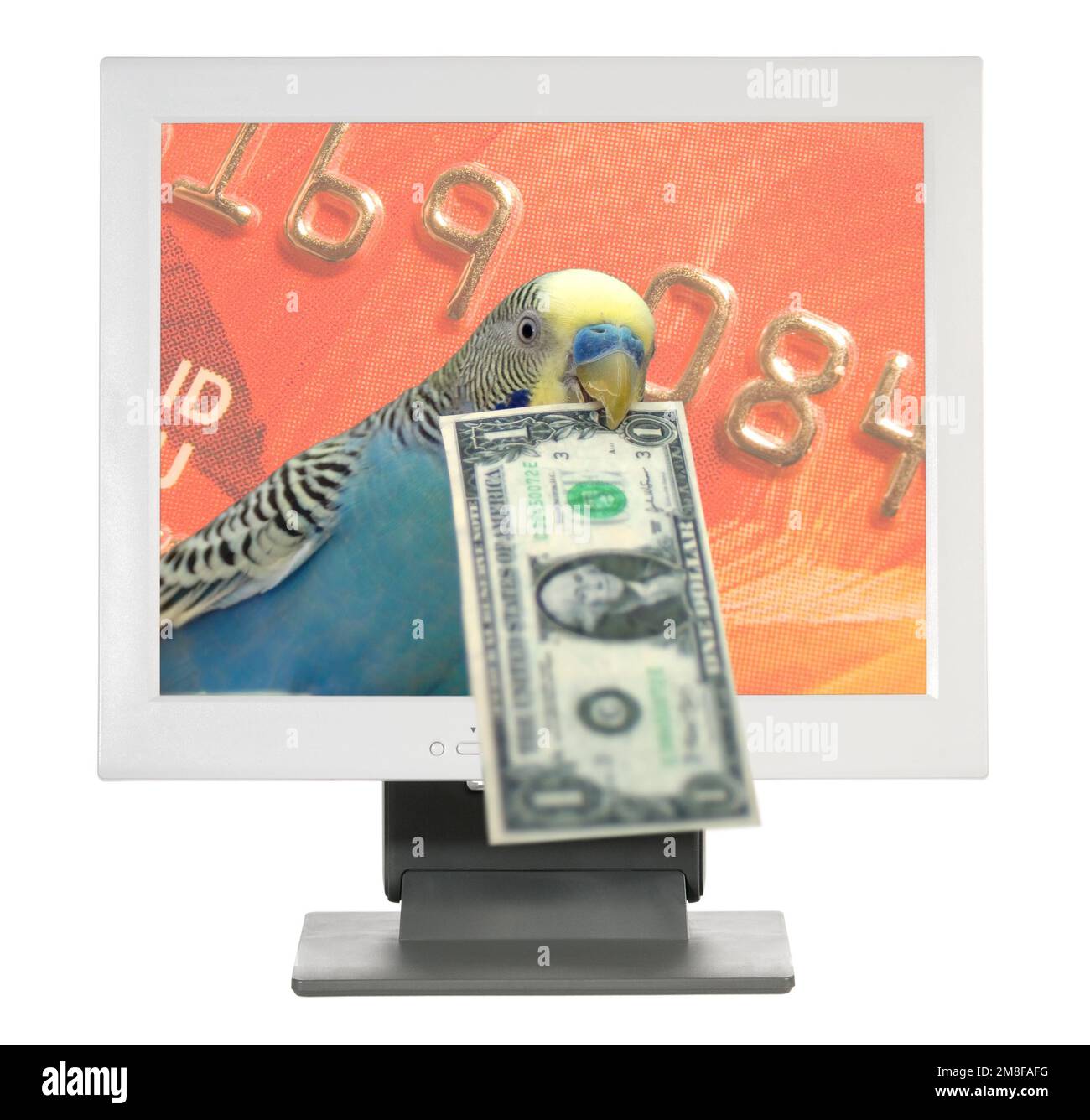 Ein Budgie-Vogel liebt es, online einzukaufen Stockfoto