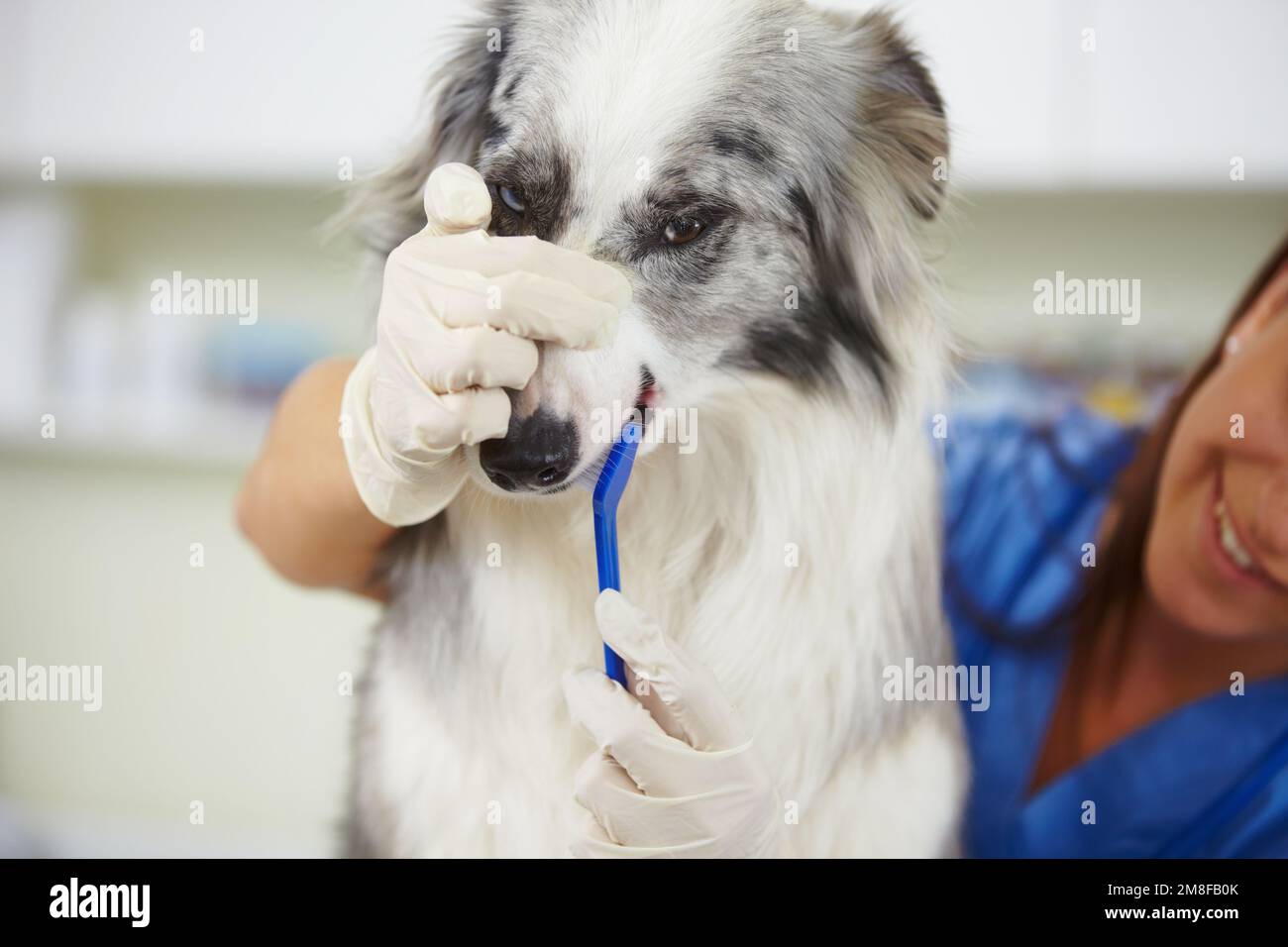 Lady, Sie haben Glück, dass ich so ein guter Hund bin. Ein Tierarzt, der die Zähne eines unbeeindrucken Hundes prüft. Stockfoto