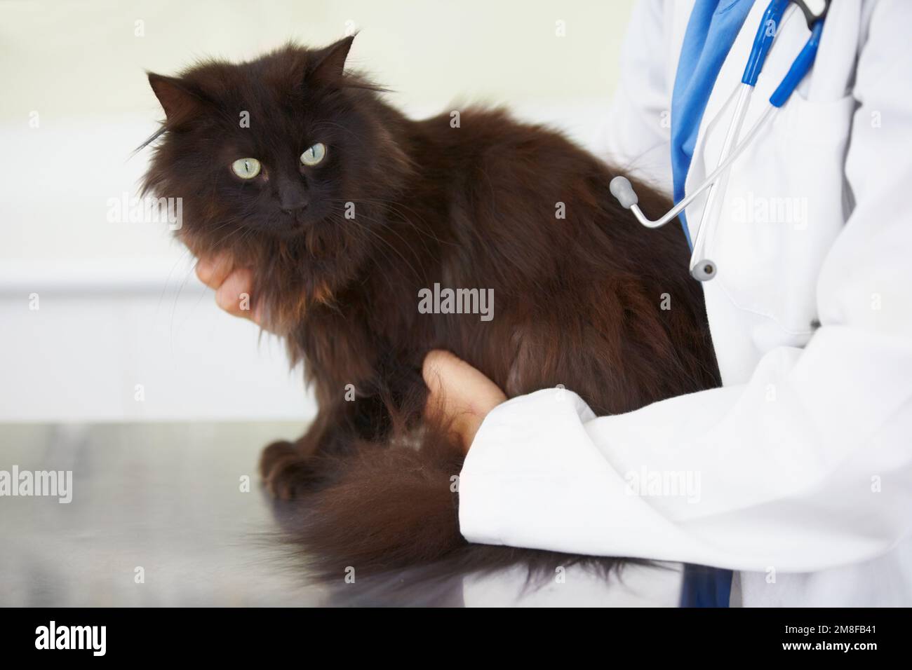 Fass mich nicht an. Eine genervte Katze, die von der Tierärztin auf den Tisch gestellt wird. Stockfoto