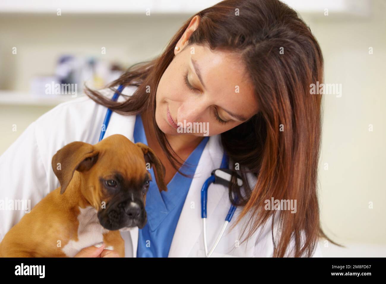 Ich untersuchte einen pelzigen kleinen Patienten. Eine junge Tierärztin untersucht einen Welpen in ihrem Büro. Stockfoto