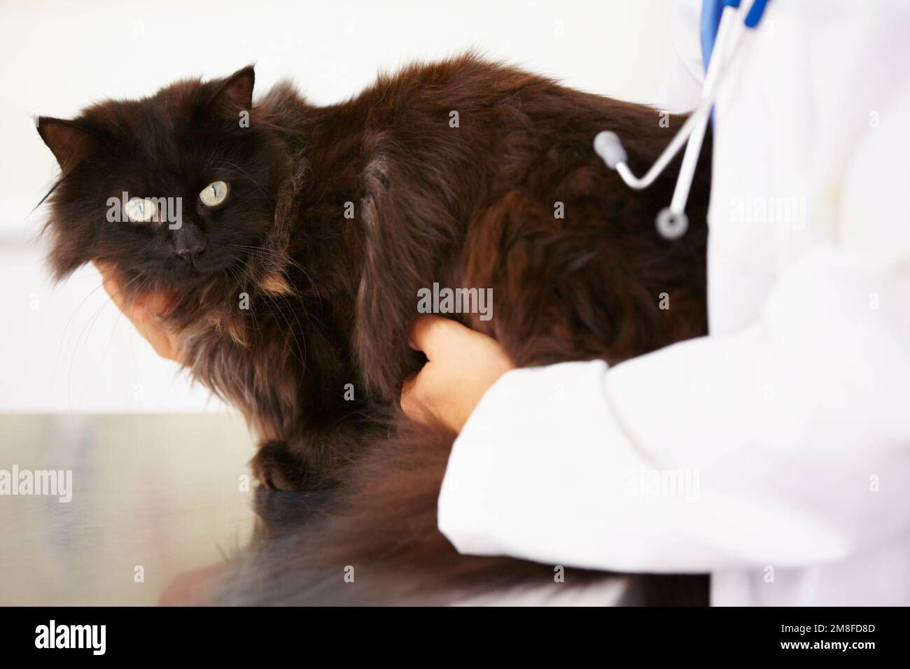 Check-up-Zeit. Ein Tierarzt untersucht eine Katze auf einem Untersuchungstisch. Stockfoto
