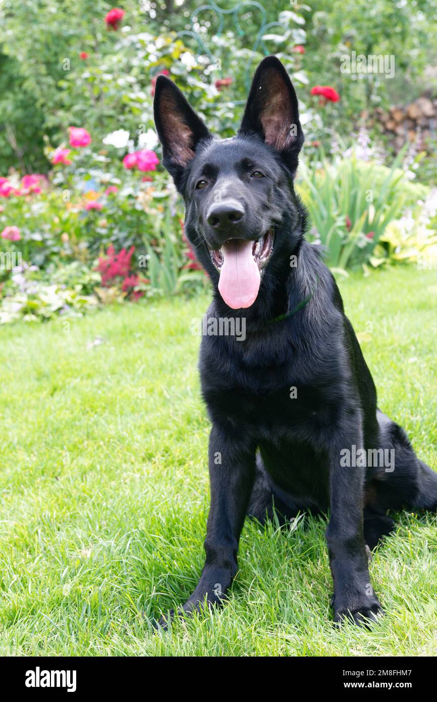 Vier Monate schwarzer schäferhund Stockfoto