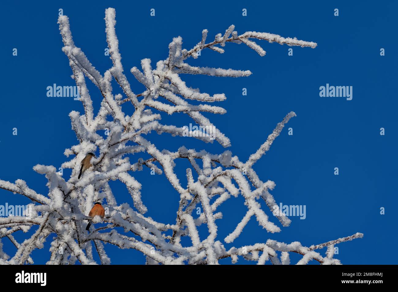 Zweige bedeckt mit Eis und Schnee und mit zwei Bullfinken vor dem Hintergrund des hellblauen Himmels Stockfoto