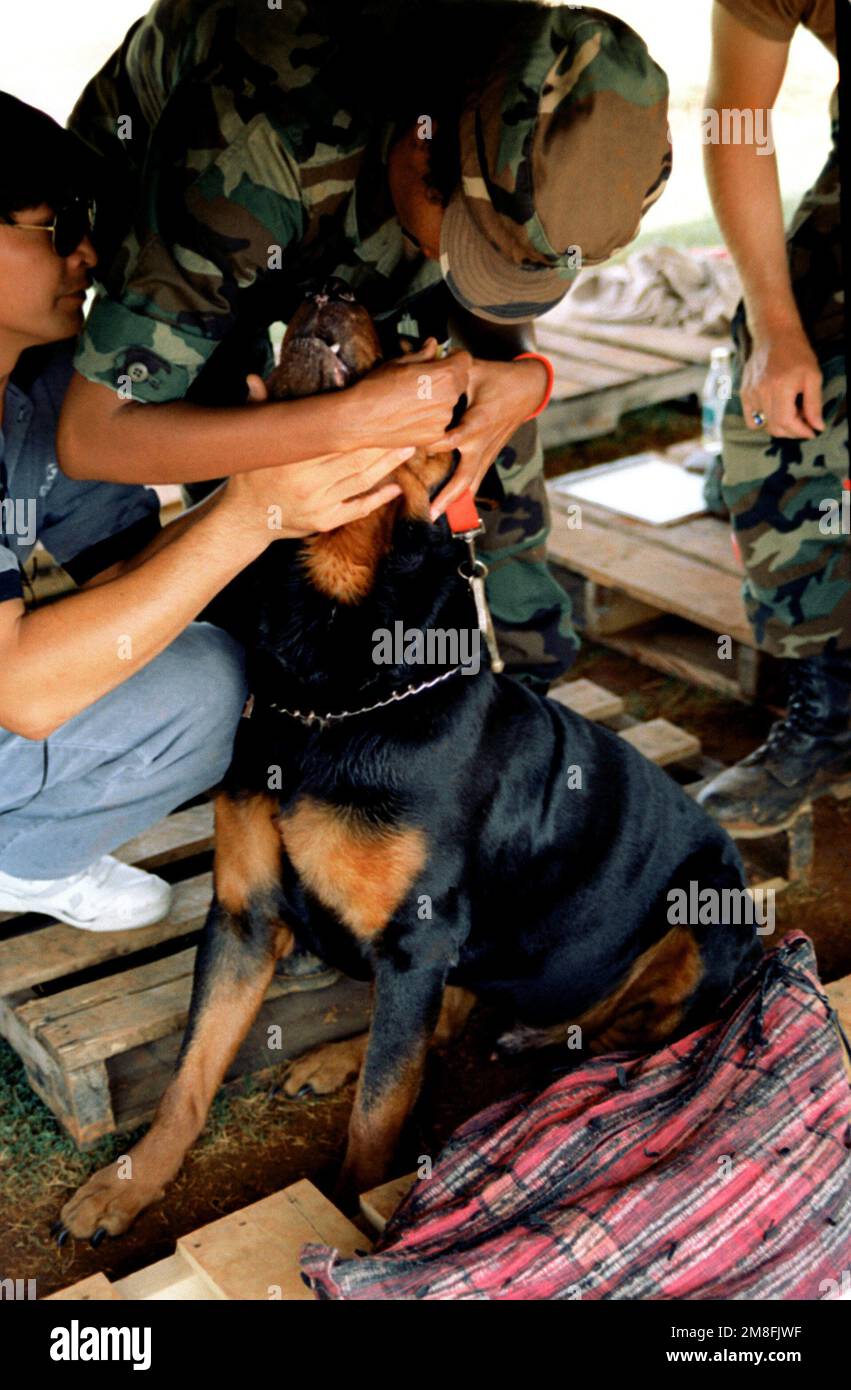 Ein Hund wird wegen einer Augeninfektion behandelt, während er sich in einem Haltebereich für Haustiere von Militär- und Zivilpersonal befindet, die aus den Philippinen evakuiert werden. Die Evakuierten werden nach dem Ausbruch des Mount Pinatubo in die Vereinigten Staaten transportiert, als Teil der Operation Fiery Vigil. Betrifft Operation/Serie: FEURIGER STÜTZPUNKT: LUFTWAFFENSTÜTZPUNKT Andersen Bundesstaat: Guam (GU) Land: Vereinigte Staaten von Amerika (USA) Stockfoto