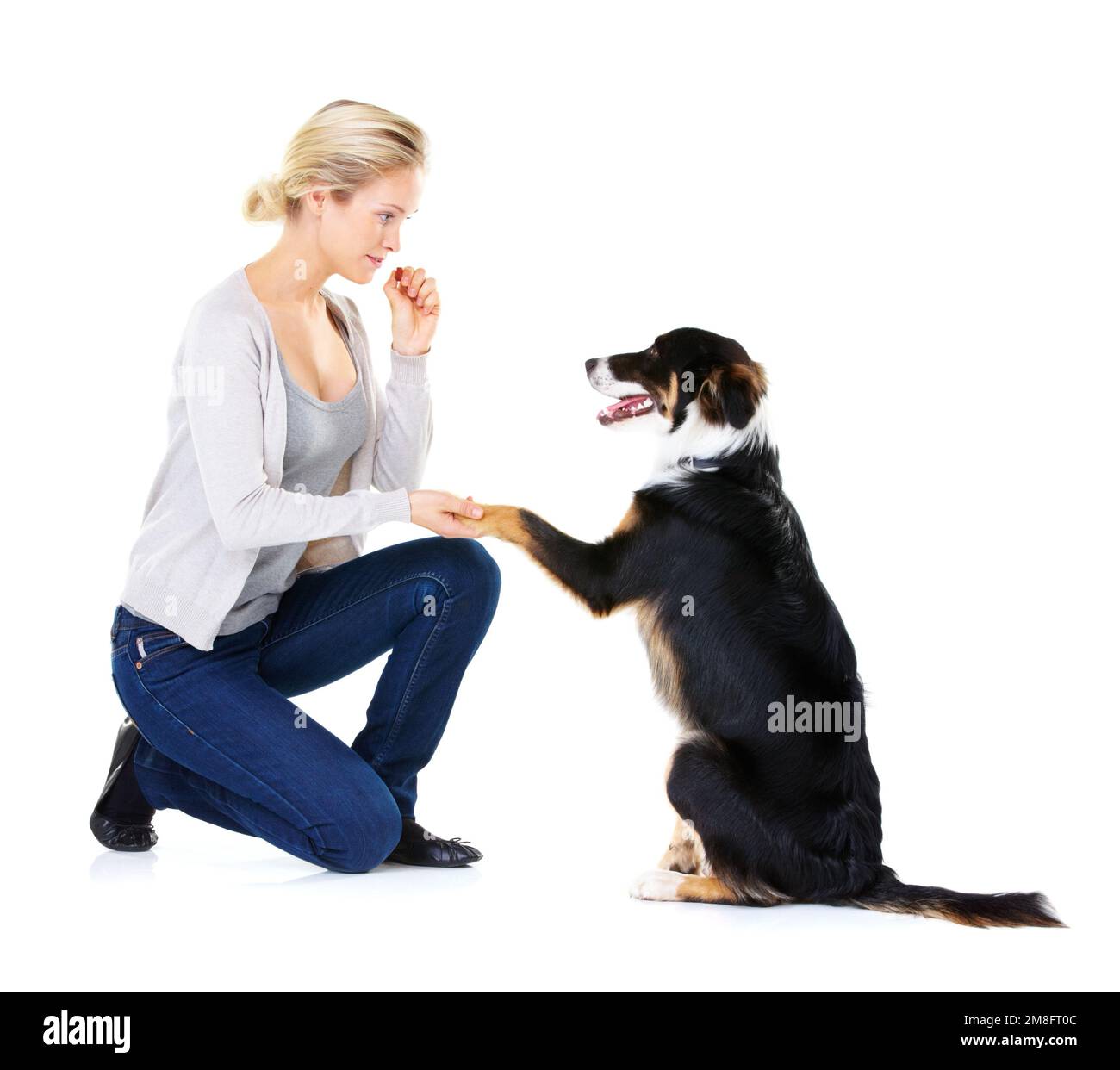 Frau, Hundetraining und Pfote im Studio, um zu lernen, sich zu konzentrieren und mit Hundefutter auf weißem Hintergrund zu grüßen. Trainer, Tierfreund und auf das Unterrichten achten Stockfoto