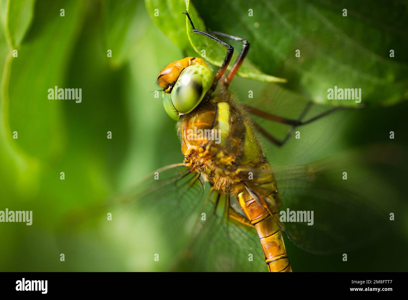 Wunderschöne Libelle, die auf einer getrockneten Klinge auf einem grünen Grashintergrund sitzt Stockfoto