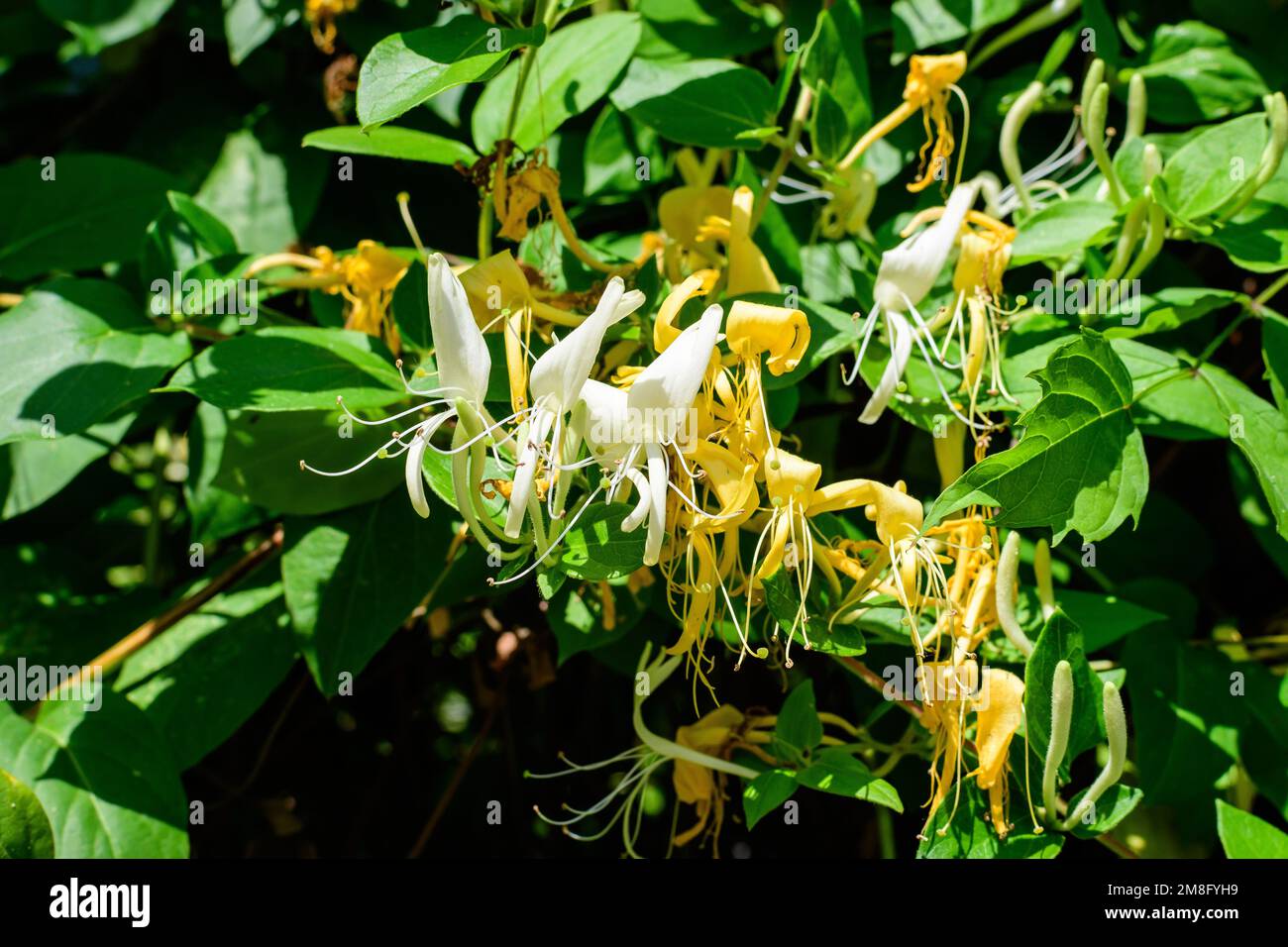 Groer grner Busch mit frischen weien Blten der Lonicera periclymenum  Pflanze, bekannt als gewhnlicher europischer Geiblatt oder woodbine in  einem Garten in einem sonnigen Summ Stockfotografie - Alamy