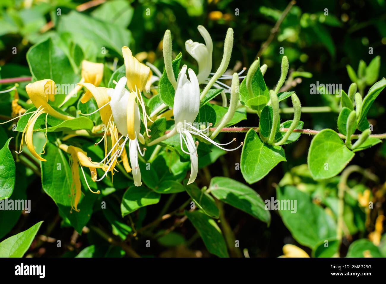 Groer grner Busch mit frischen weien Blten der Lonicera periclymenum  Pflanze, bekannt als gewhnlicher europischer Geiblatt oder woodbine in  einem Garten in einem sonnigen Summ Stockfotografie - Alamy