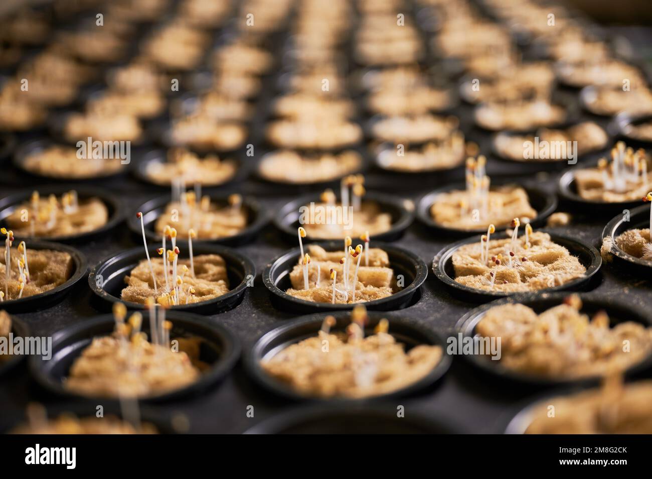 Lagerschale für Setzlinge mit Pflanzen, die in mikrogrünen Töpfen mit Samenstarterstopfen keimen. Nahaufnahme des Gewächshauskörpers mit Pflanzensprossen, die in Bodenschwammstopfen wachsen. Stockfoto