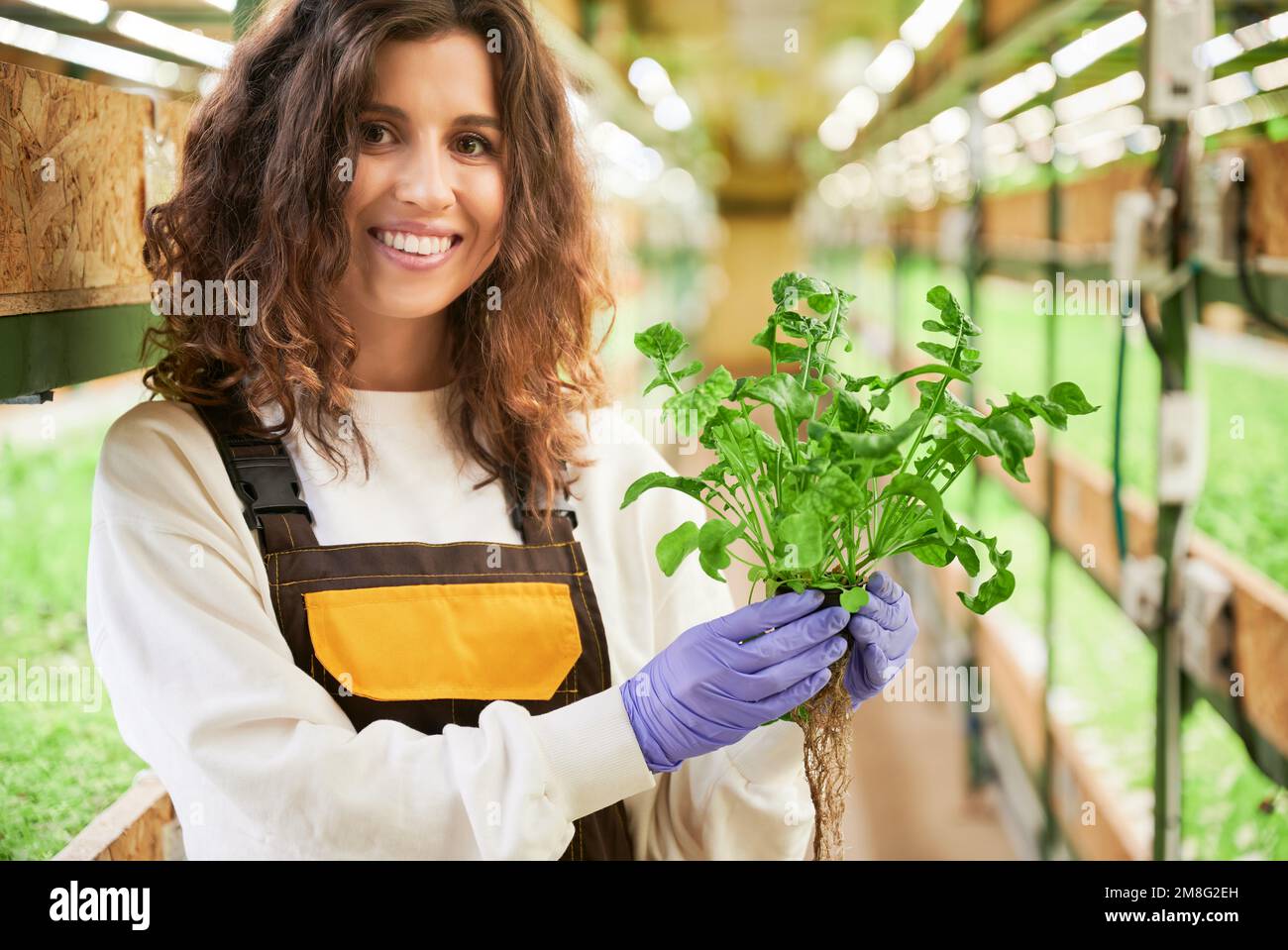 Porträt einer Gärtnerin mit grünem Rucolablätter. Junge Frau in Gartenhandschuhen steht im Gang zwischen Regalen mit Pflanzen im Gewächshaus, schaut in die Kamera und lächelt. Stockfoto