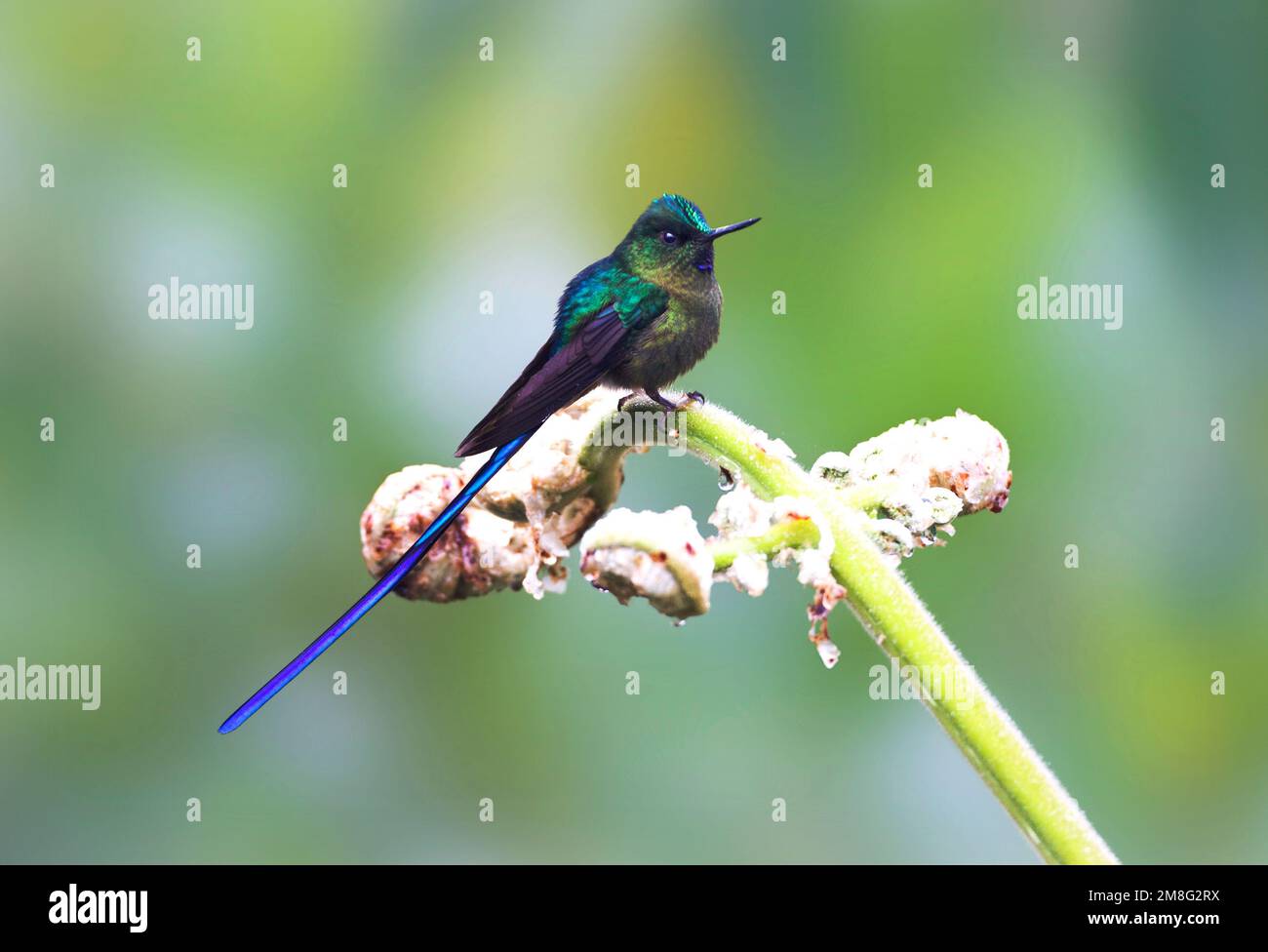 Violetstaartnimf zittend op een Bloem, Violett-tailed Sylph auf einer Blume gehockt Stockfoto