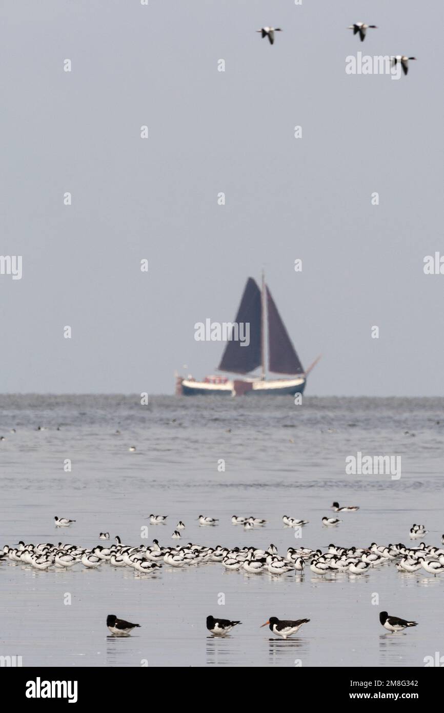 Kluten en Scholeksters in Westhoek; Pied Avocet und Eurasischen Austernfischer in der Westhoek Stockfoto