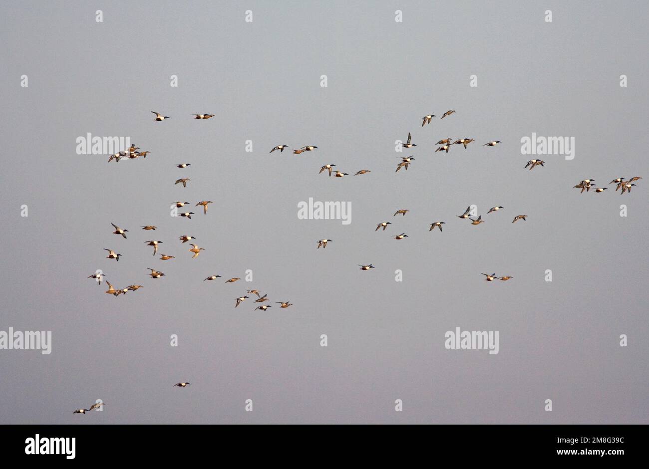 Northern Shoveler Gruppe fliegen; Slobeend groep Vliegend Stockfoto