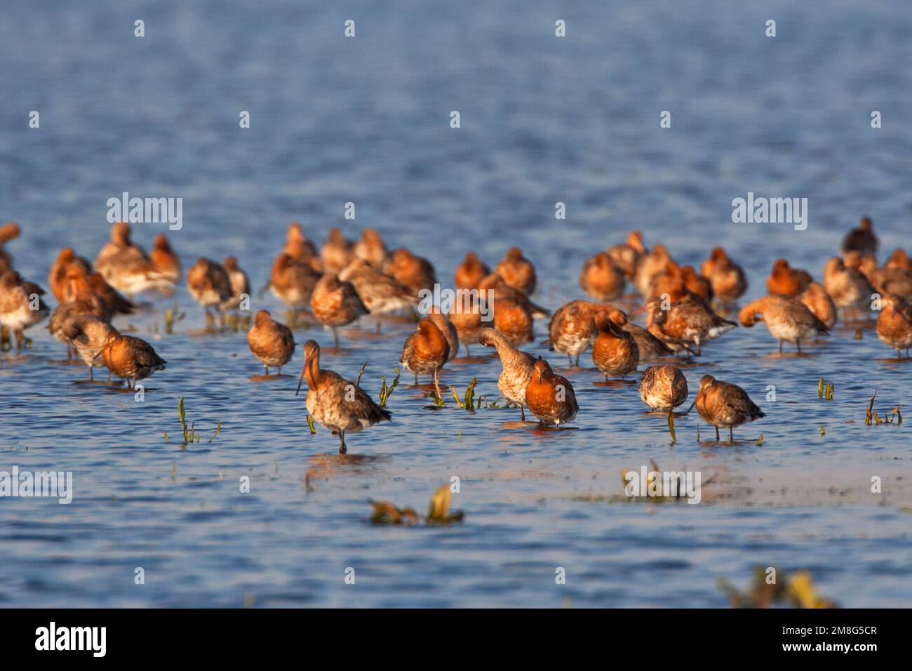 Groep Grutto Landje rustend's op het van Geijsel; Herde der Uferschnepfe ruht in der niederländischen Wiese Stockfoto