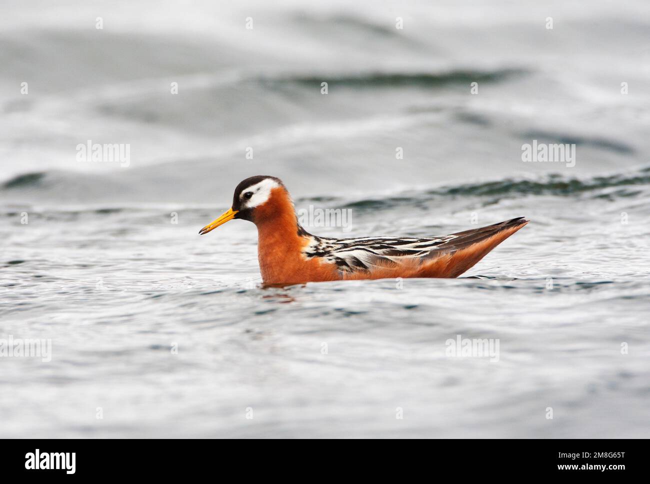 Rosse Franjepoot volwassen Vrouw zwemmend; Rot Phalarope erwachsenes Weibchen schwimmen Stockfoto