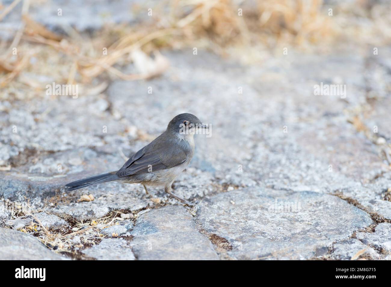 Abgenutzte weibliche Sardische Warbler (Sylvia Melanocephala) stehen auf einer Straße im Sommer. Stockfoto