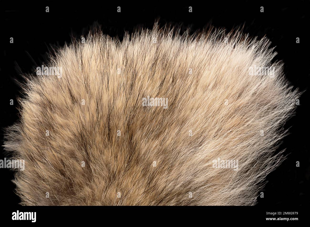 Echtes graues Wolfsfell, Nahaufnahme, von oben. Wolfspelz mit seidigen, flauschigen und buschigen Pelzfasern, hauptsächlich für Schals. Dickes Haarwachstum. Stockfoto