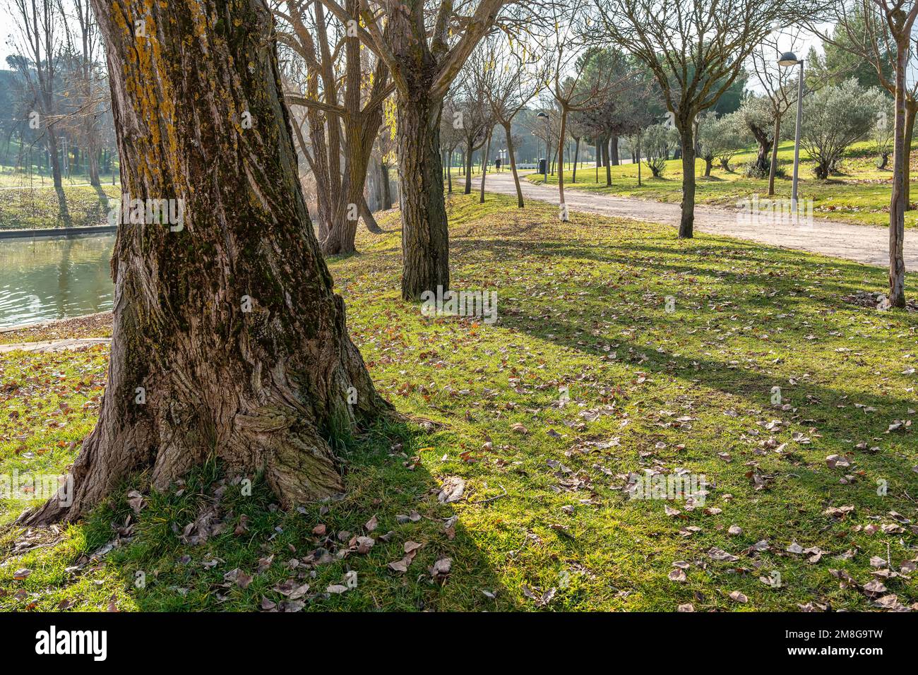 Park mit hohen Bäumen und Wanderwegen und Sportmöglichkeiten in der Nähe der Stadt, Tres Cantos, Madrid. Stockfoto