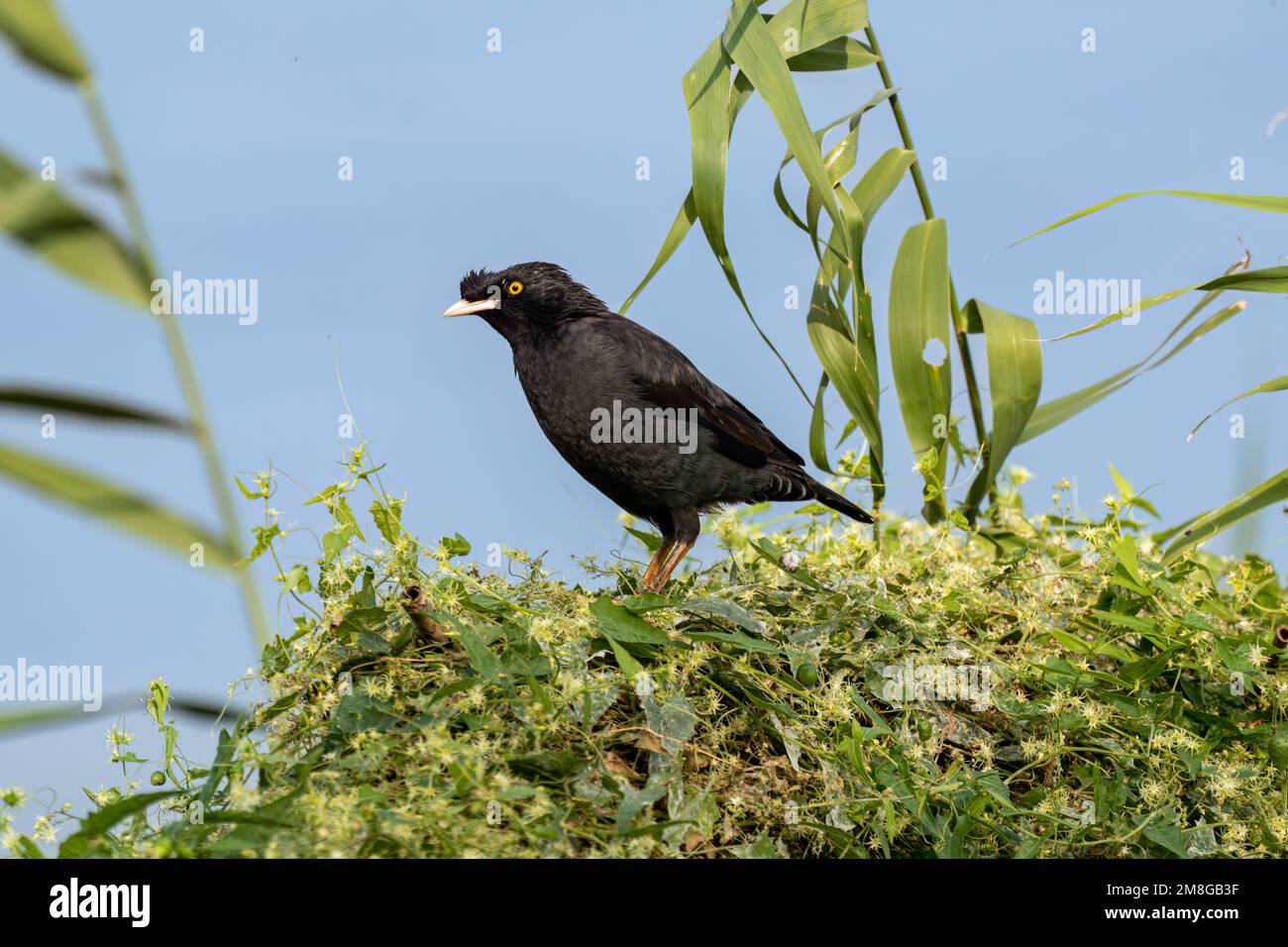 Nahaufnahme einer Kammmyna (Acridotheres cristatellus), die im Sommer an einem sonnigen Tag auf einem grünen Busch steht oder sitzt Stockfoto