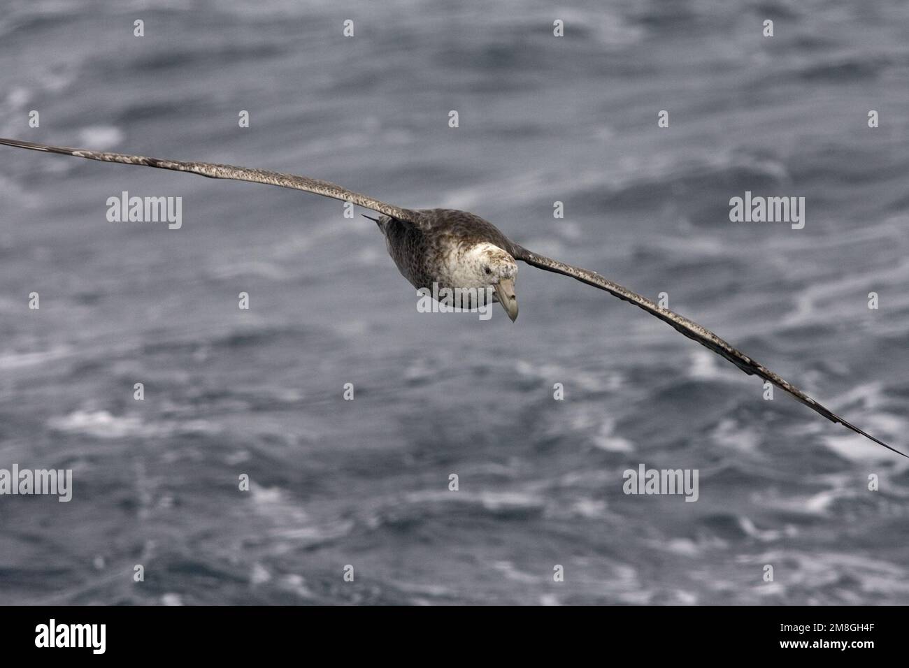 Zuidelijke Reuzenstormvogel vliegend; Südliche Giant Petrel fliegen Stockfoto