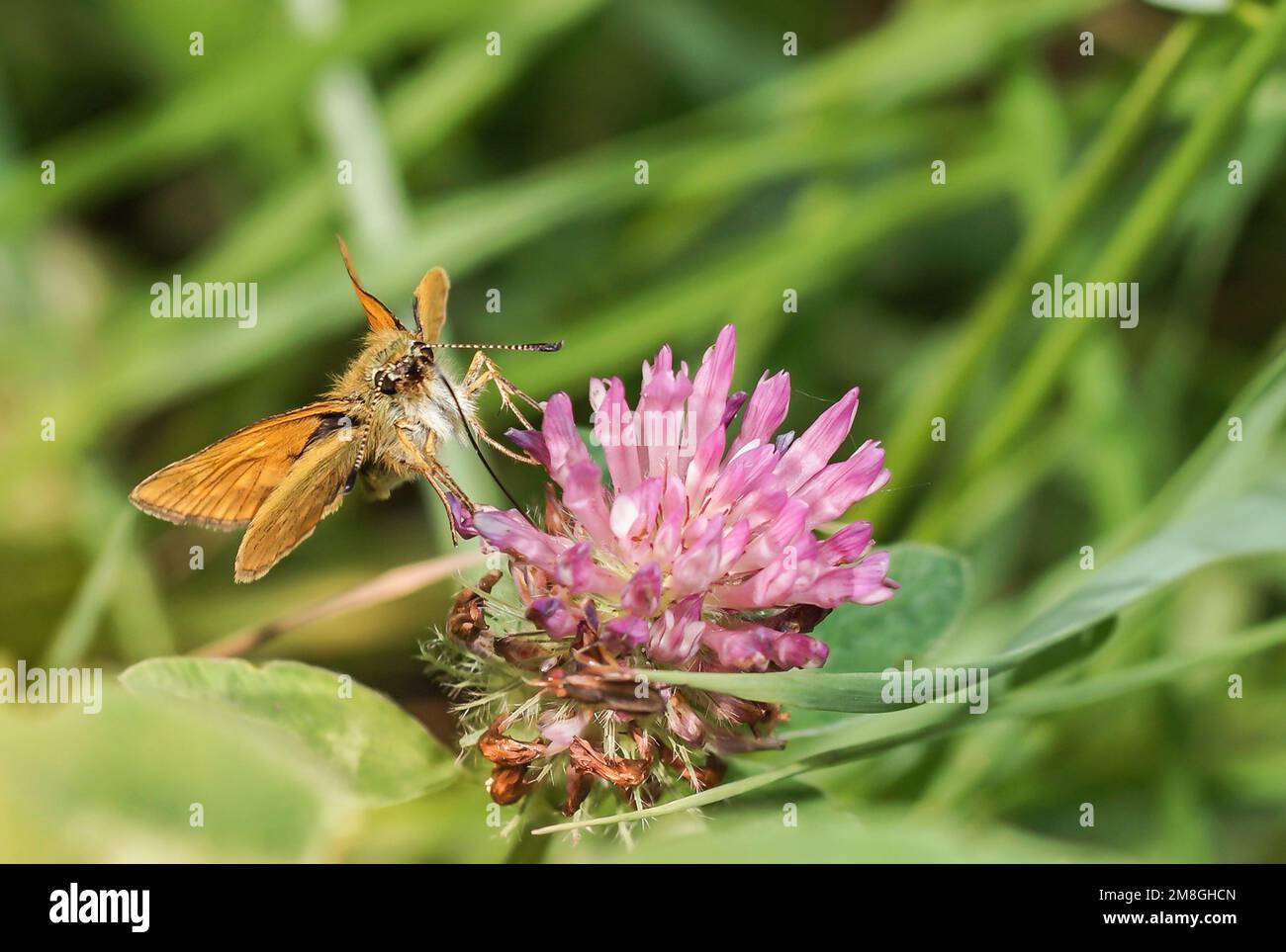 Aus dem Reich der Insekten. Braunköpfiger Dickkopffalter Stockfoto