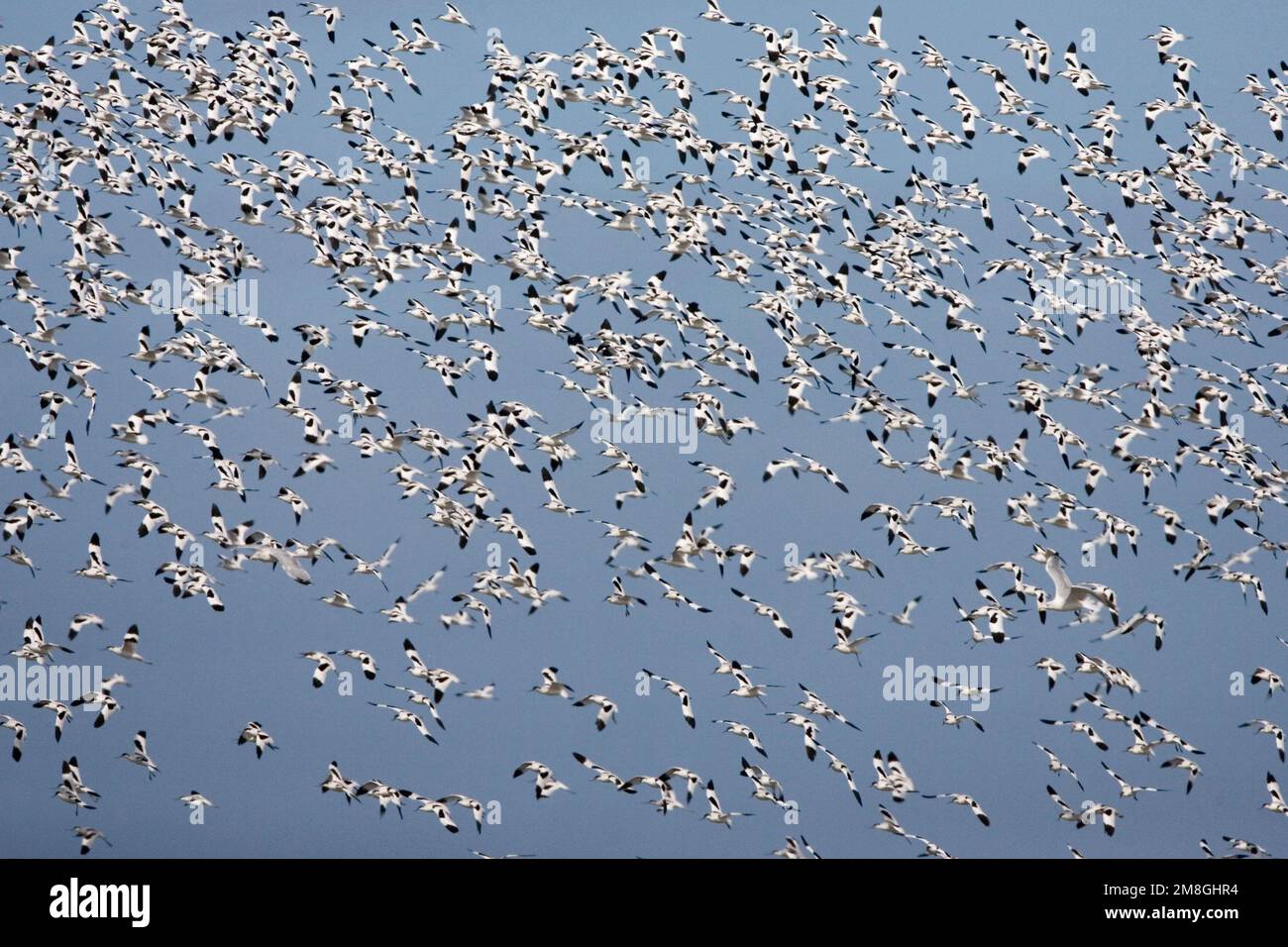 Pied Avocet Herde fliegen; Kluut groep Vliegend Stockfoto