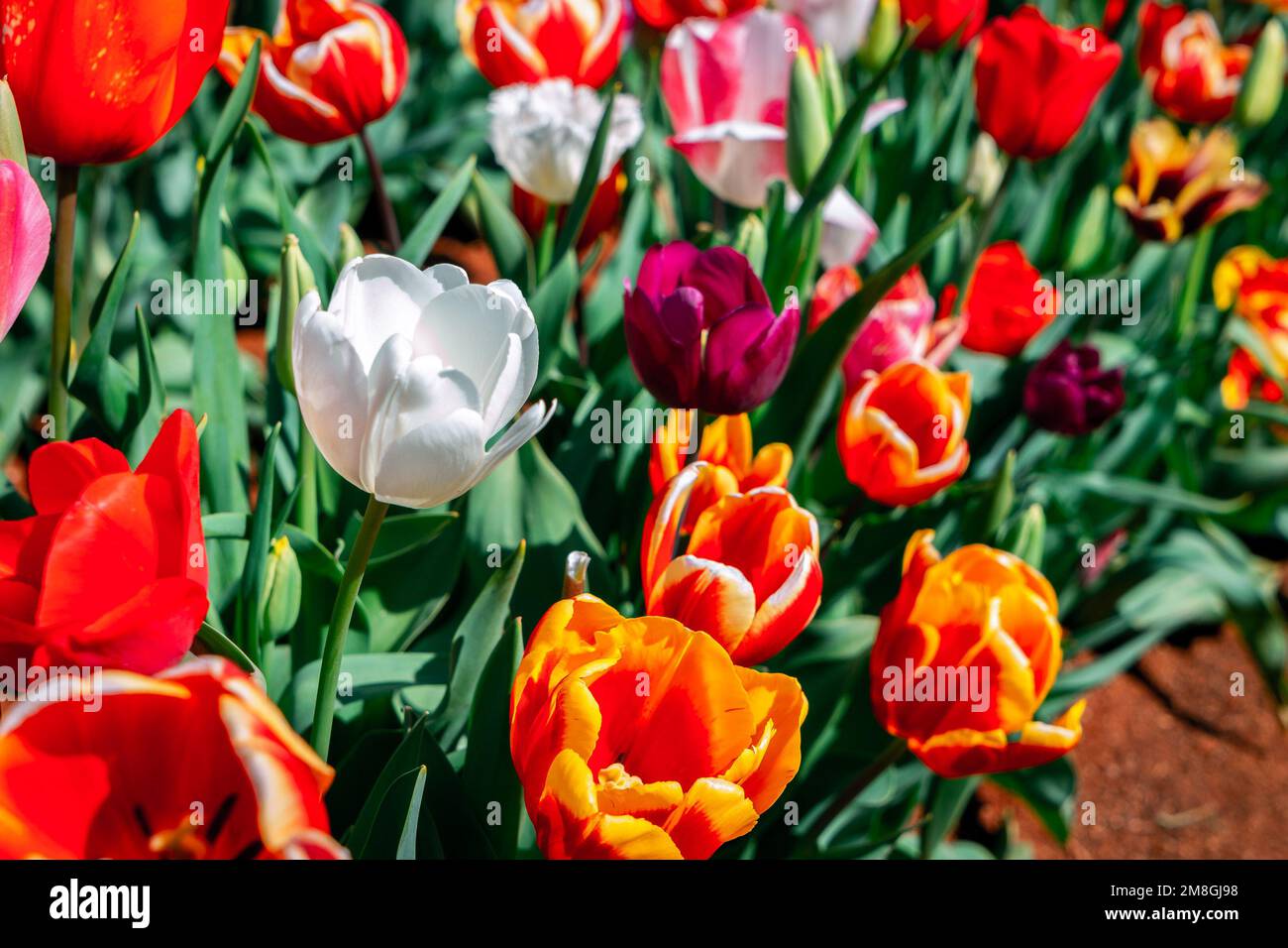 Bunte Tulpensaison im Frühling Stockfoto
