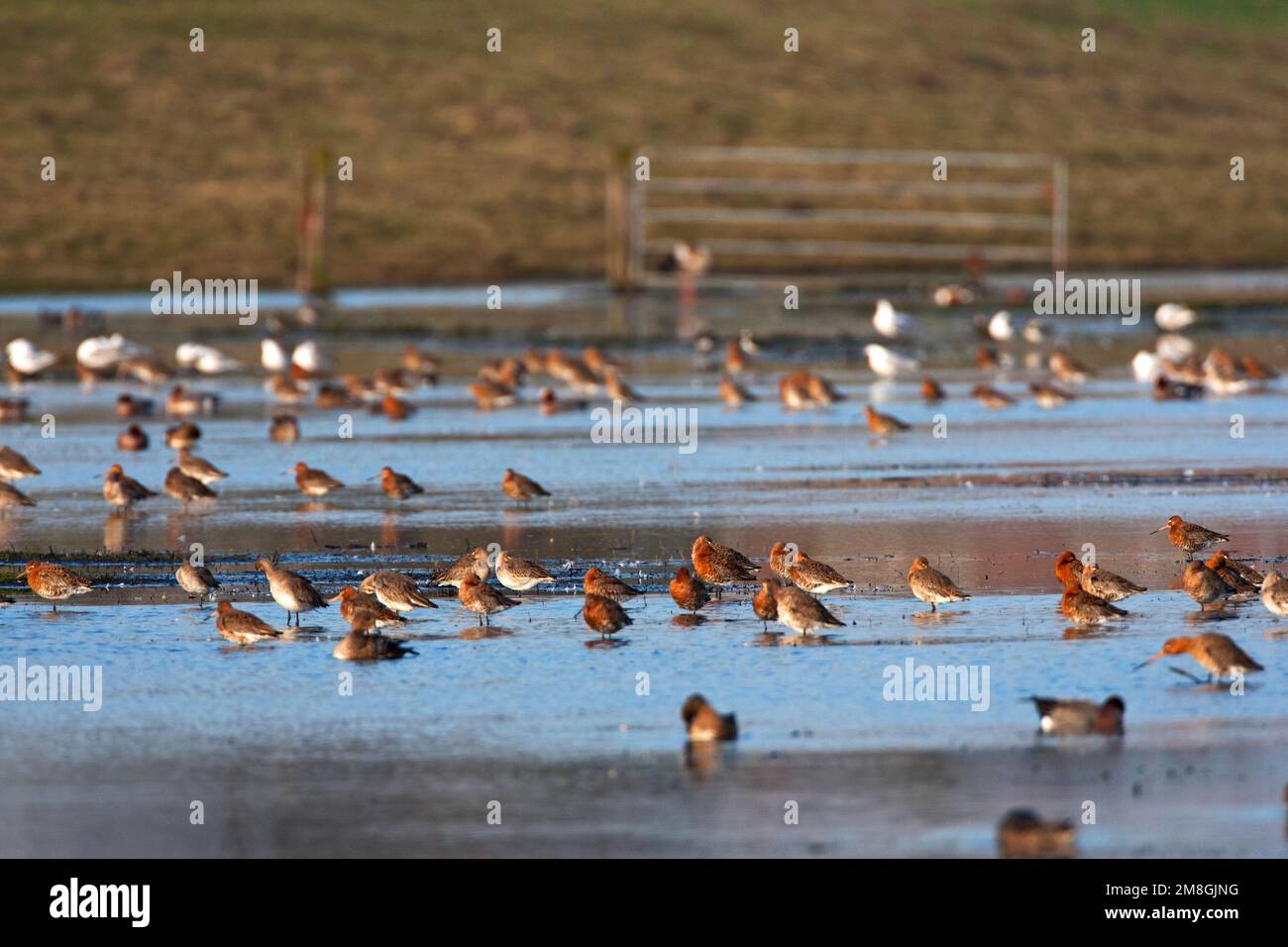 Groep Grutto Landje rustend's op het van Geijsel; Herde der Uferschnepfe ruht in der niederländischen Wiese Stockfoto