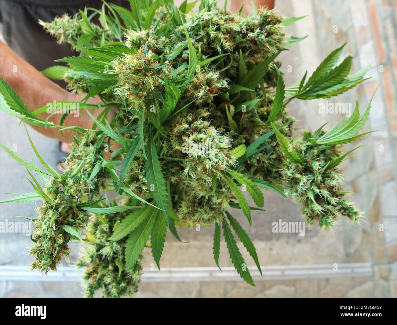 Ein Haufen Cannabiszweige mit haarigen Blüten in den Händen einer Person als Beispiel einer Heilpflanze und alternativer Medizin Stockfoto