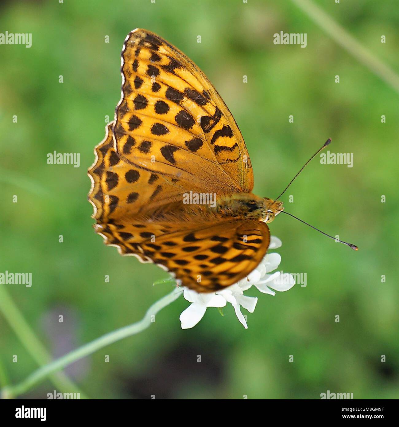 Aus dem Reich der Insekten. Der fliegende Kaisermantel Stockfoto