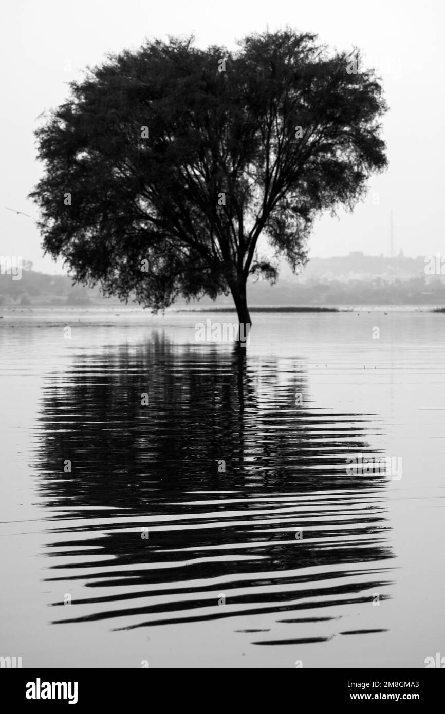 Ein großer Baum mit seiner Reflexion im Wasser an einem hellen, sonnigen Tag Stockfoto