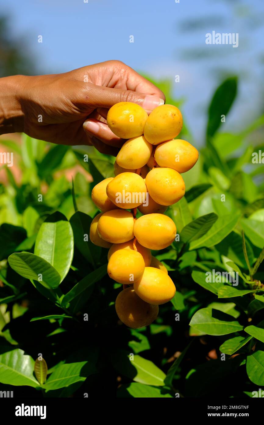 Indonesien Batam - Gelbe Datteln Stockfoto