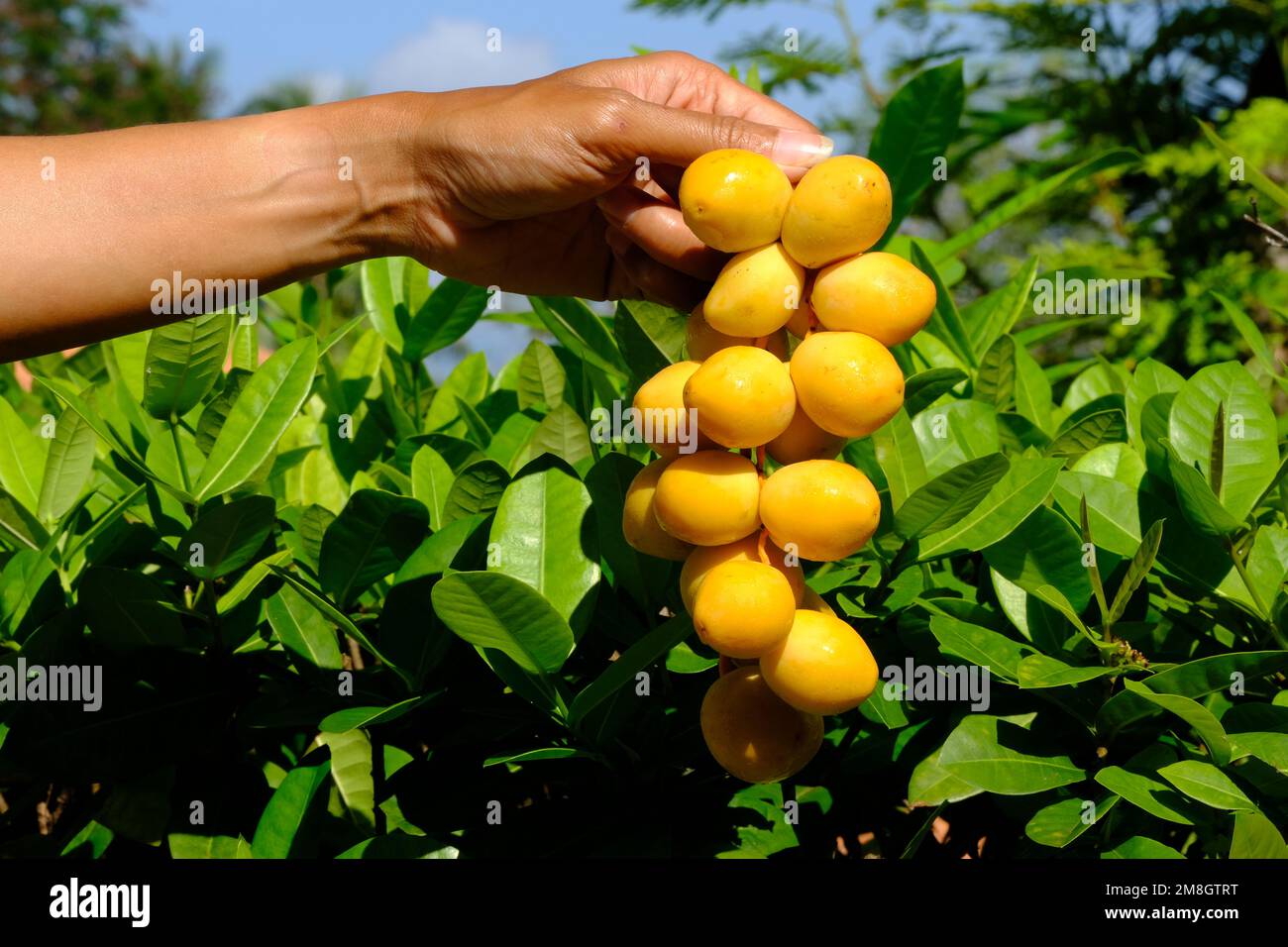 Indonesien Batam - Gelbe Datteln Stockfoto