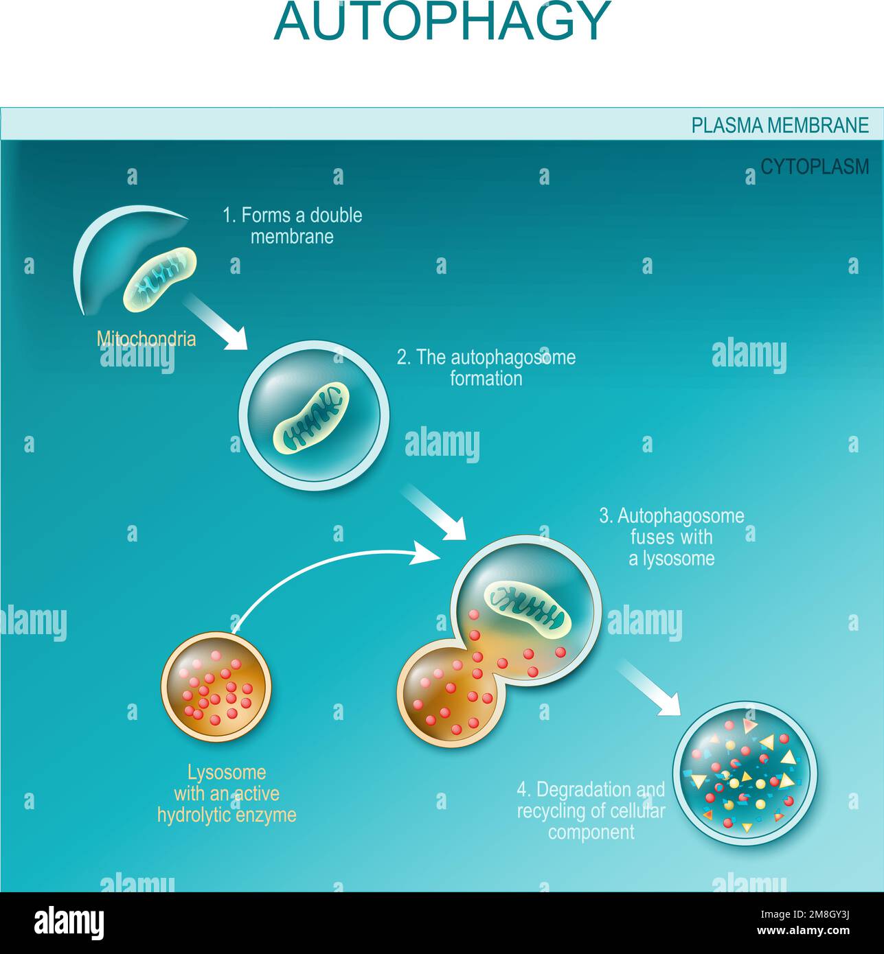 Zur Autophagie der Mitochondrien. Diagramm des Vorganges der Autophagie aus der Bildung einer Membran und eines Autophasoms zur Verschmelzung von Phagosom und Lysosososom Stock Vektor