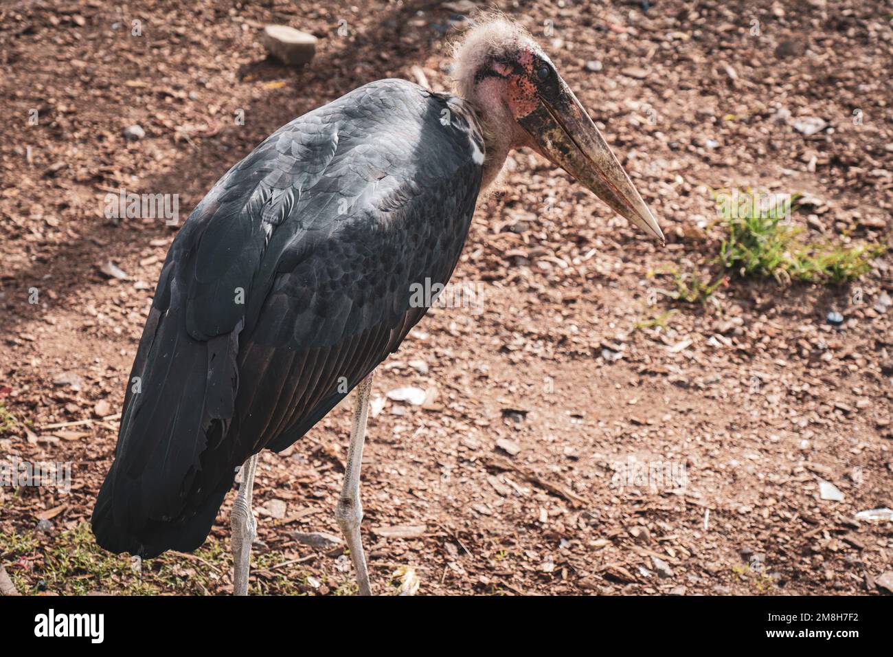 Hungriger Marabou-Vogel, der in Afrika spaziert und nach Essen sucht. Plastik essen. Stockfoto